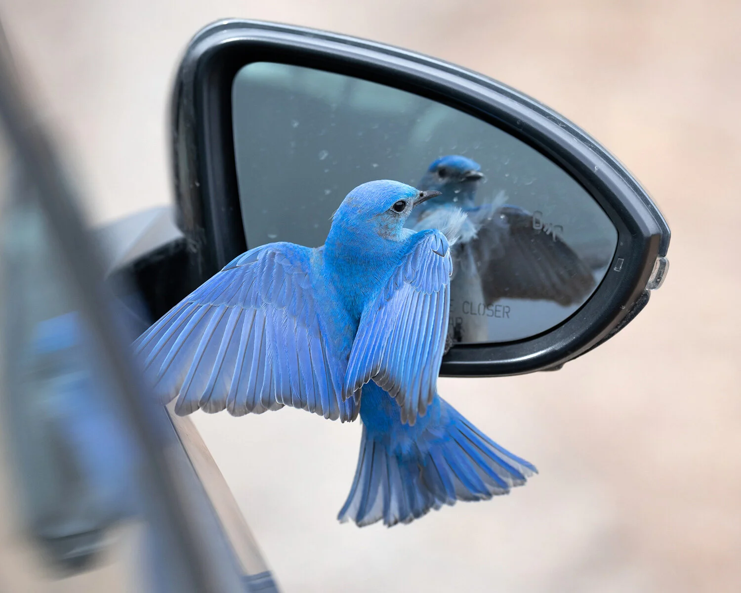 Mountain Bluebird (m)