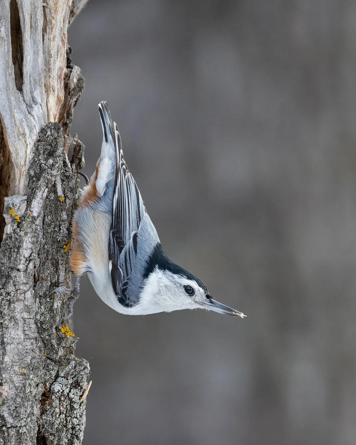 White-breasted Nuthatch