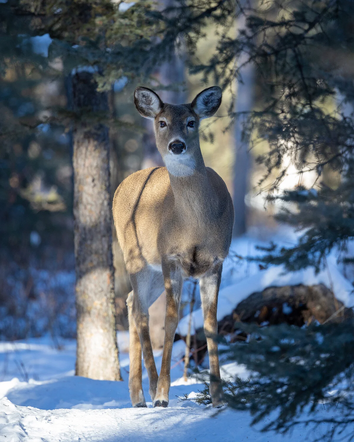 White-tailed Deer