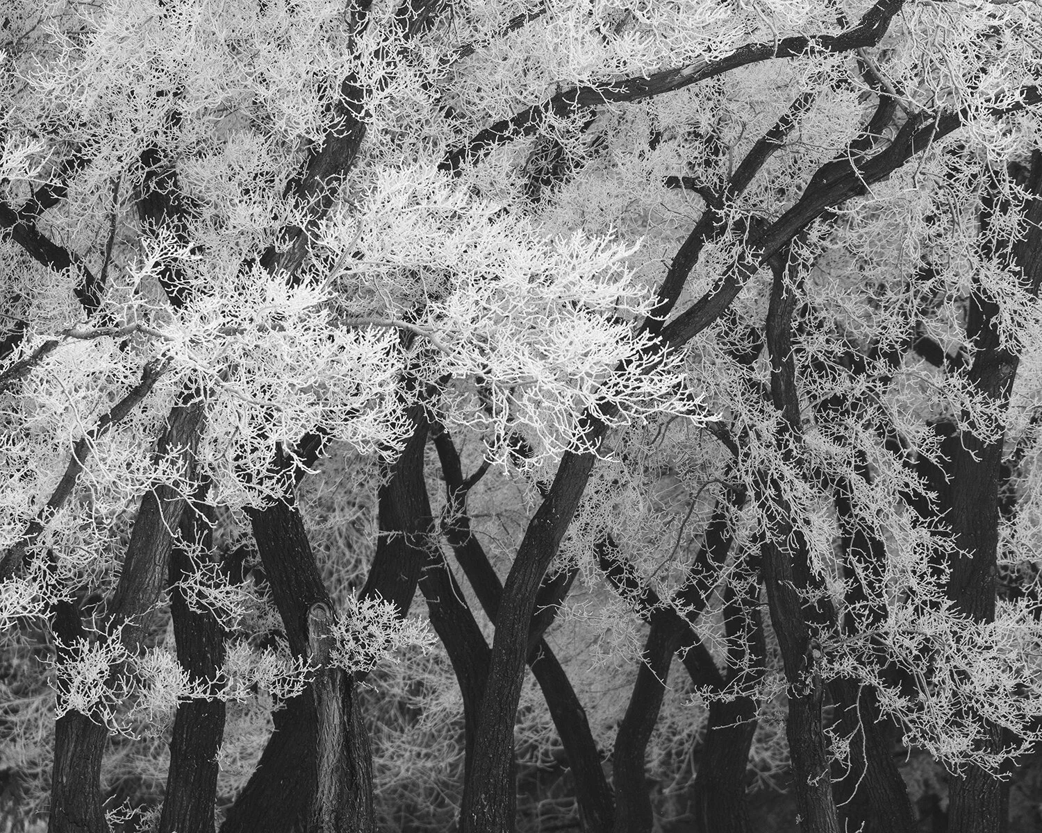 A Tangled Web We Weave