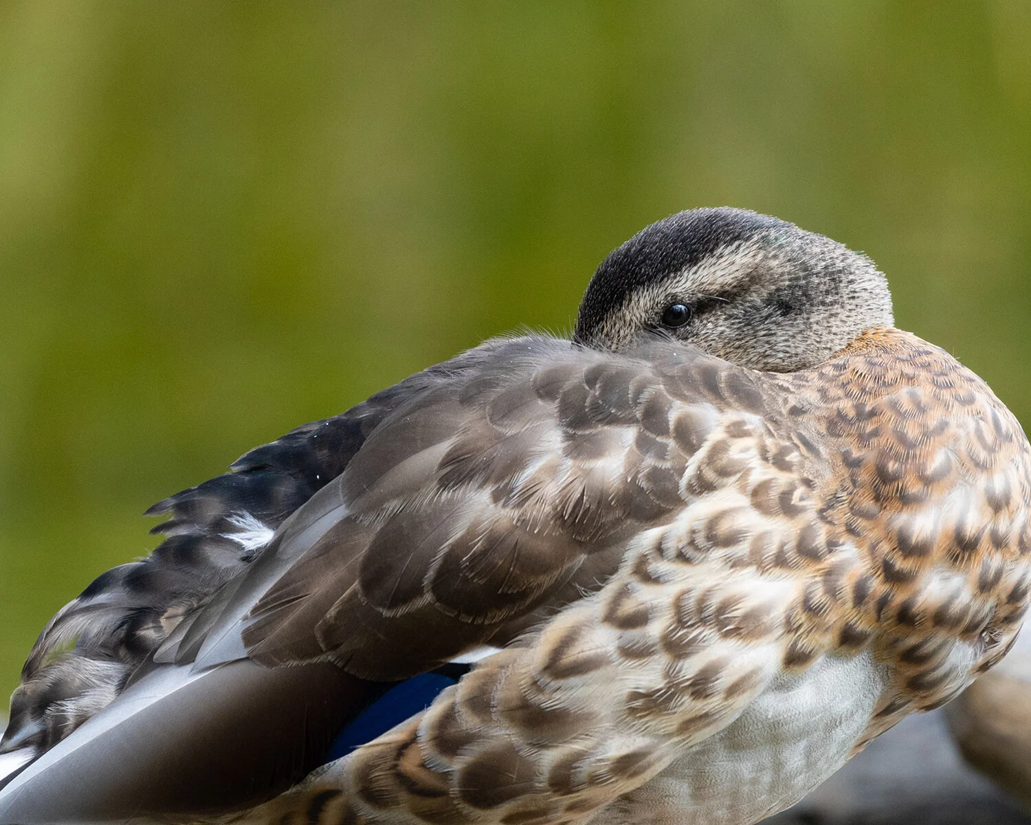 Mallard Resting