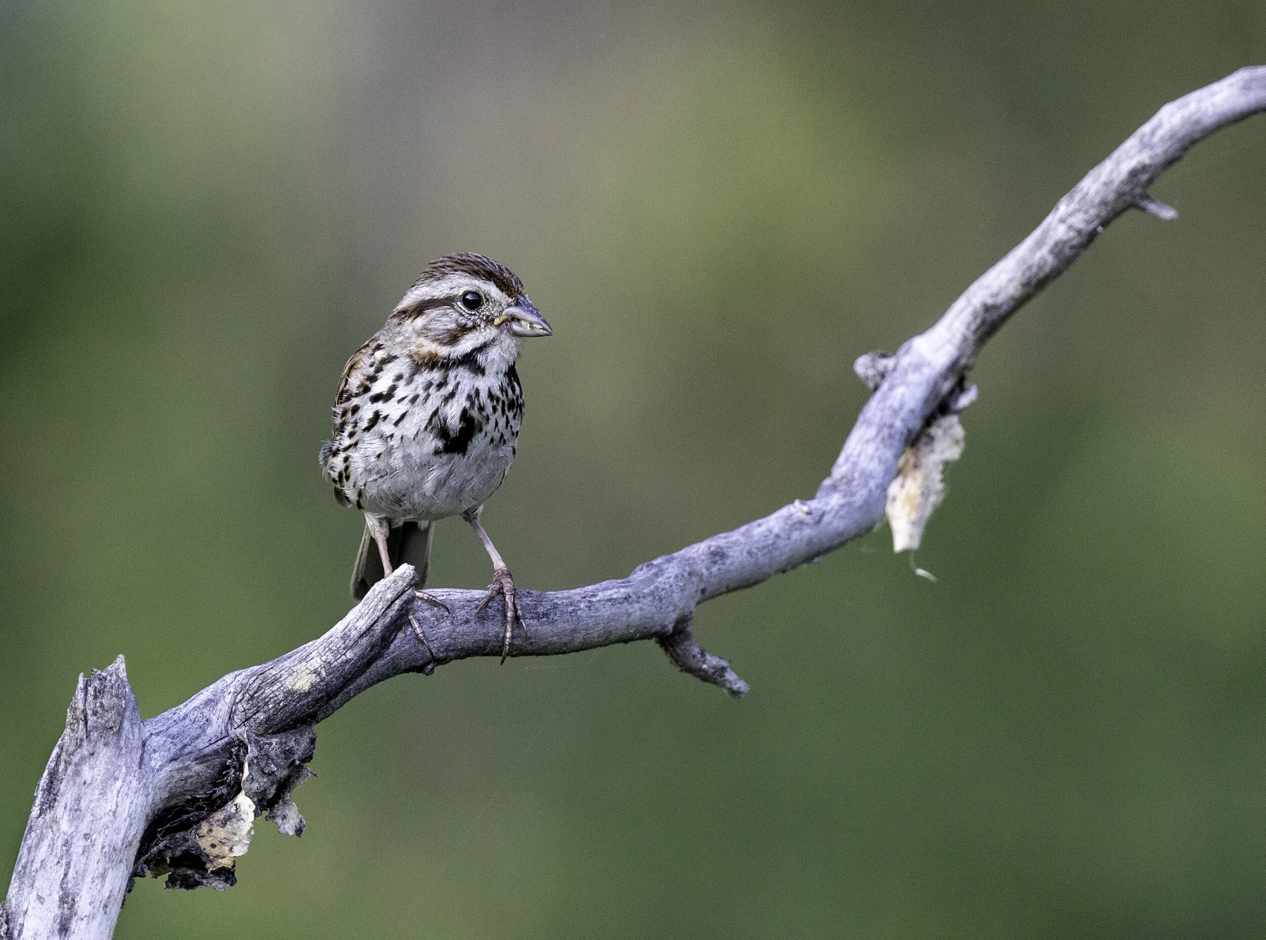 Song Sparrow