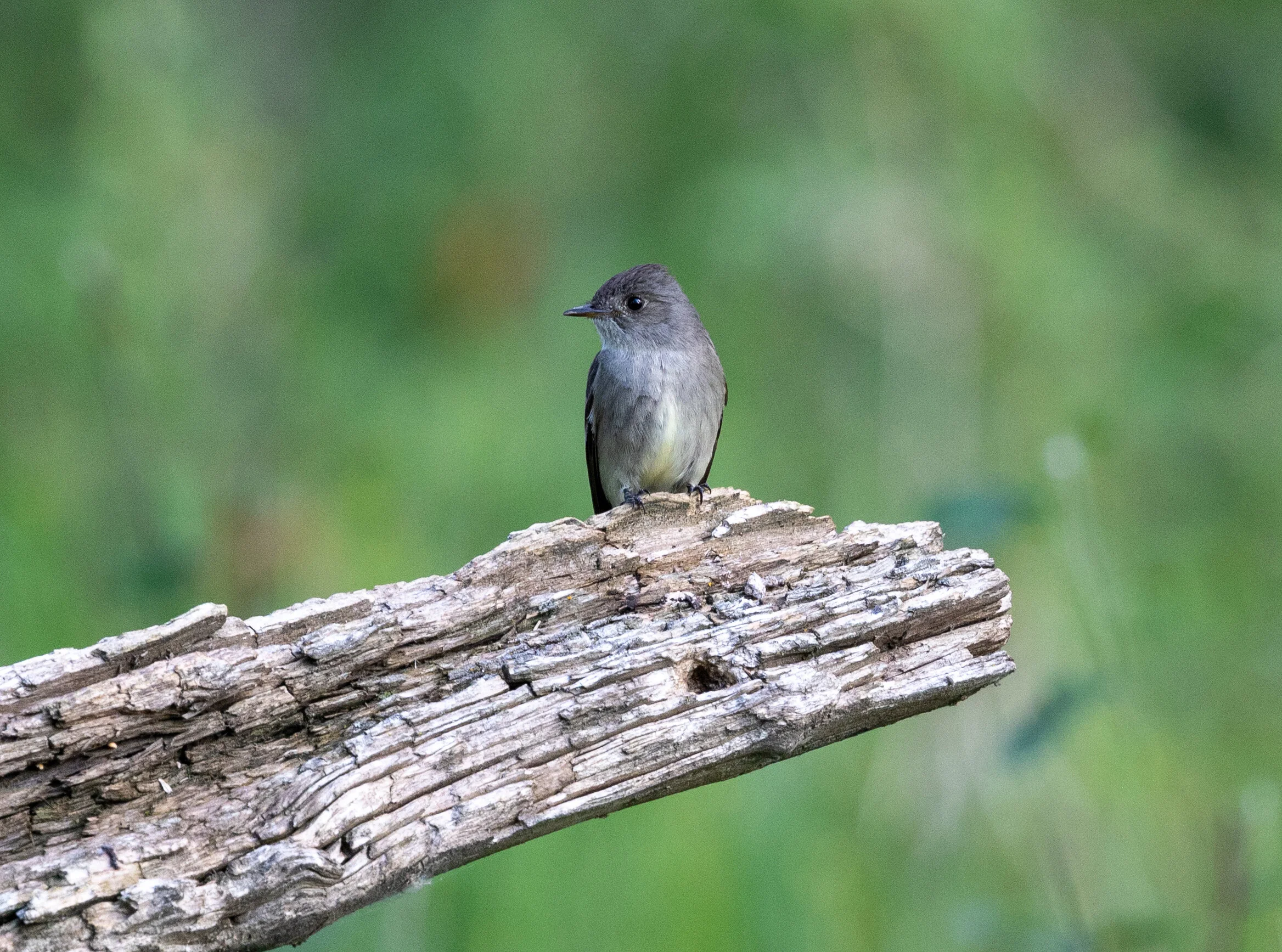 Western Wood-Pewee