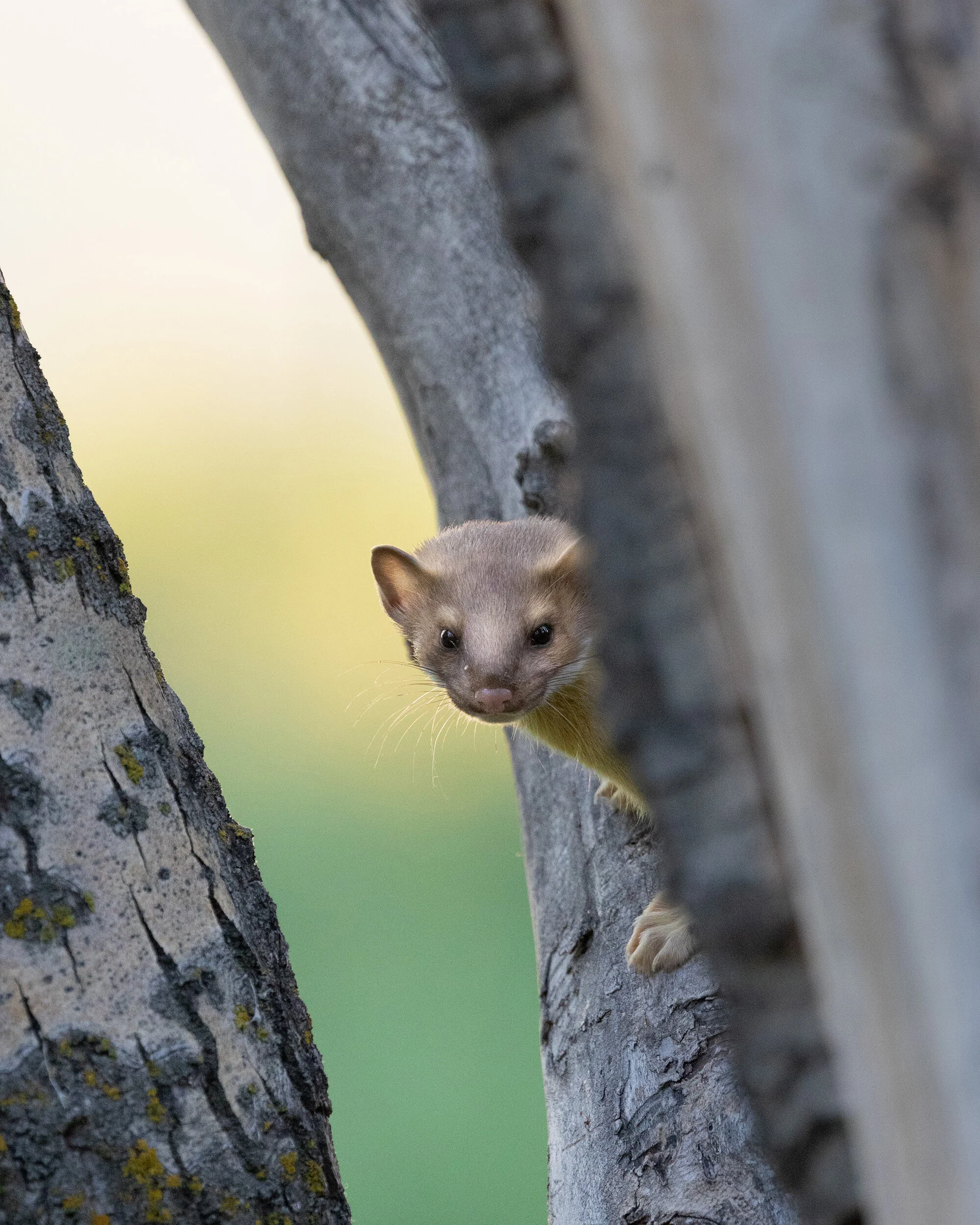 Weasel