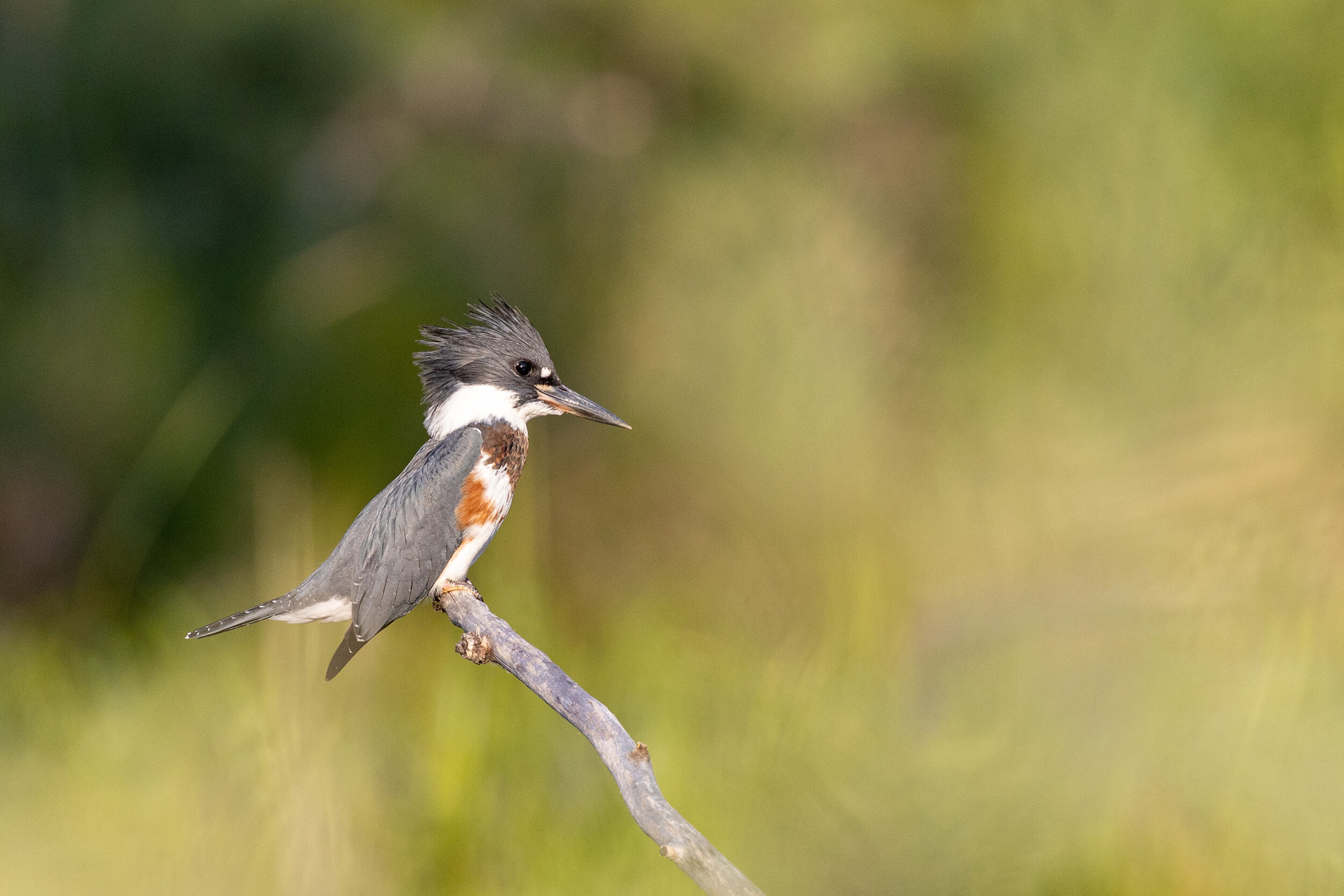 Belted Kingfisher 