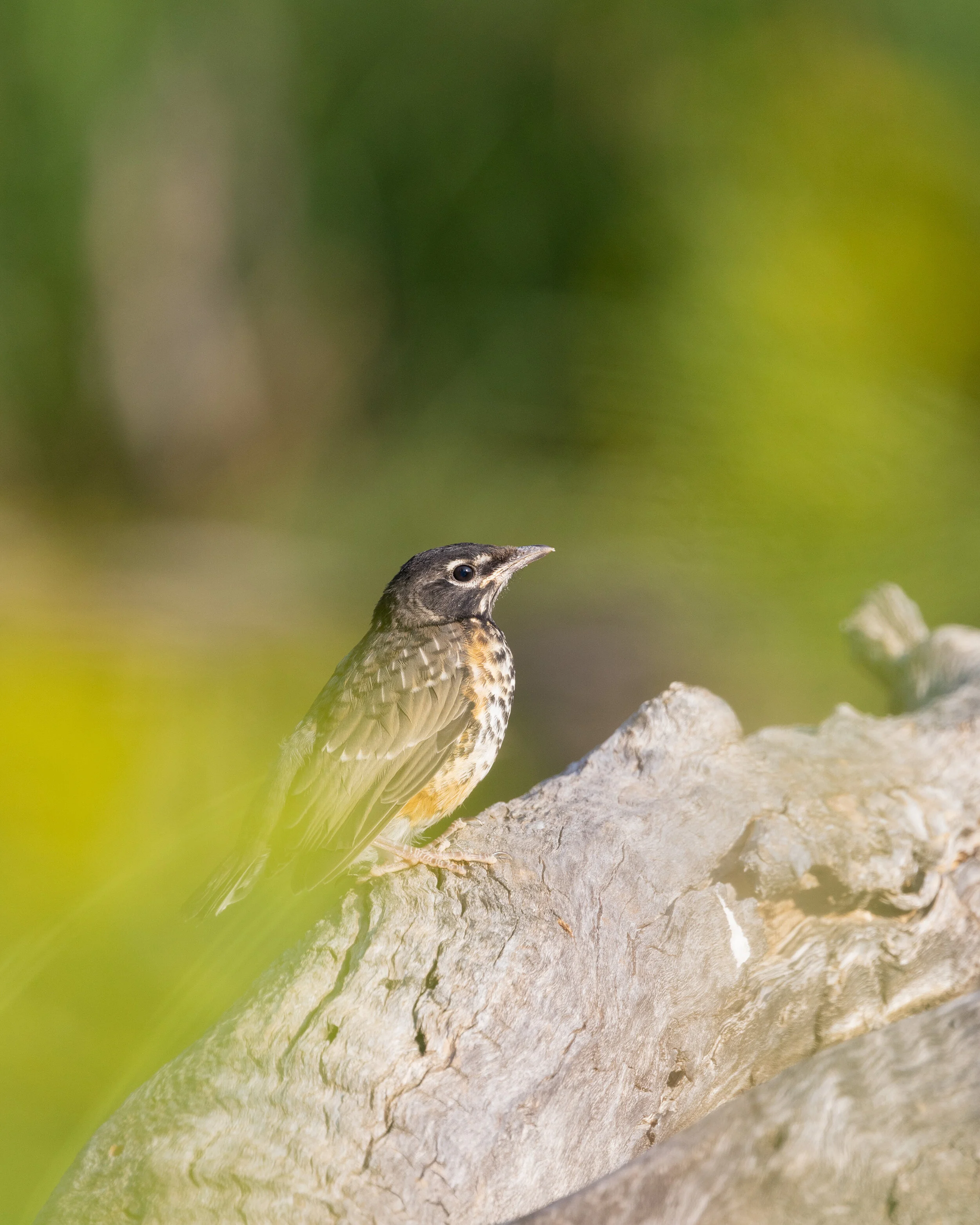 American Robin