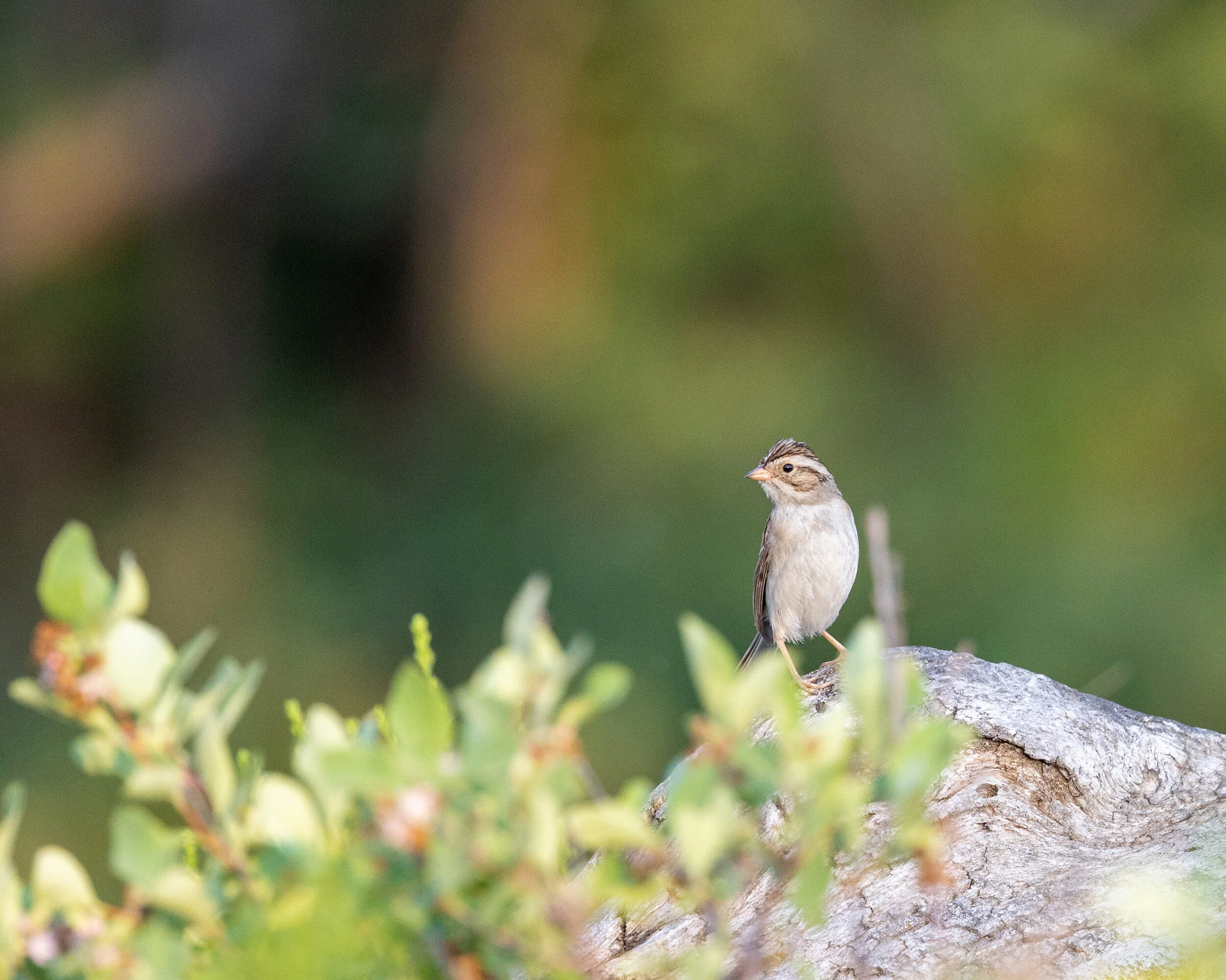 Clay-coloured Sparrow