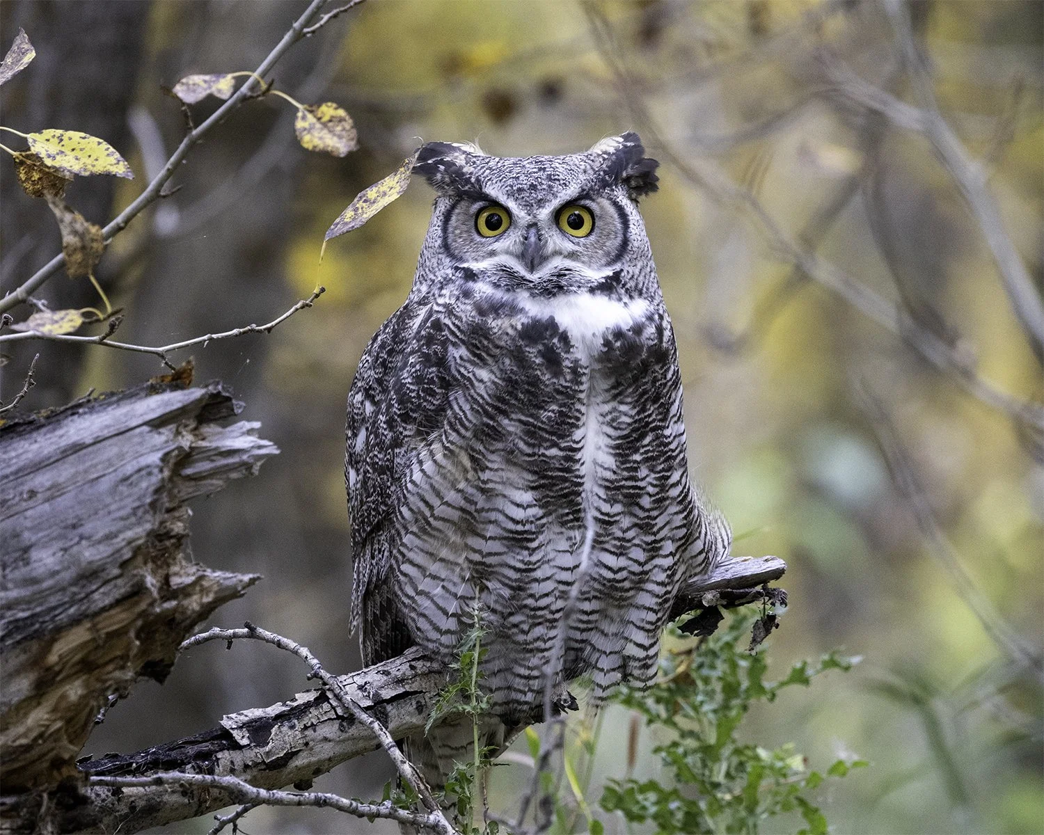 Great Horned Owl