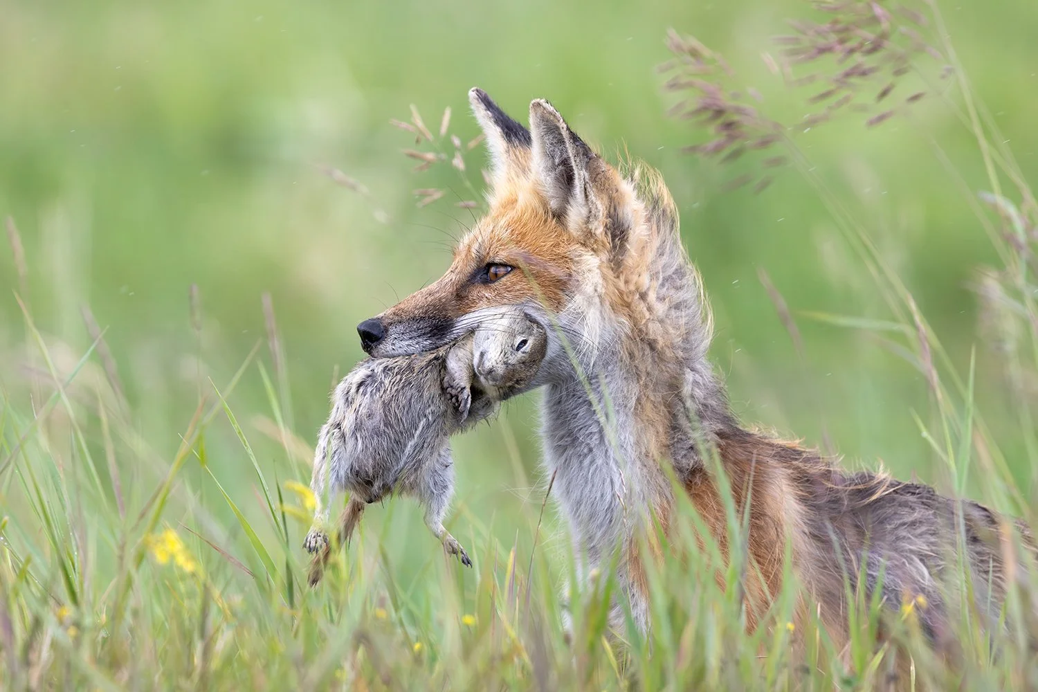 Red Fox with Prey in southern Alberta, Canada