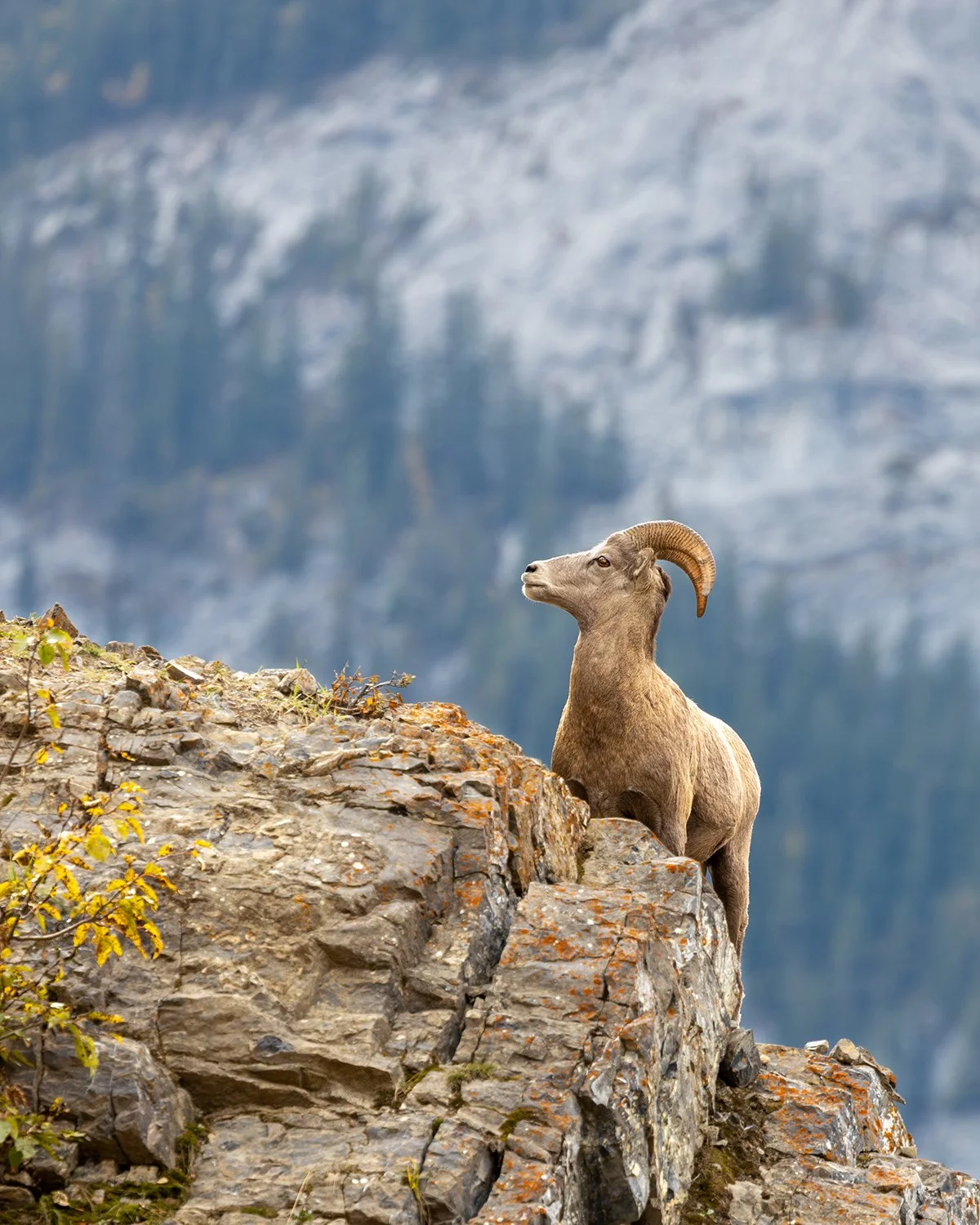 Mountain Sheep - Alberta, Canada