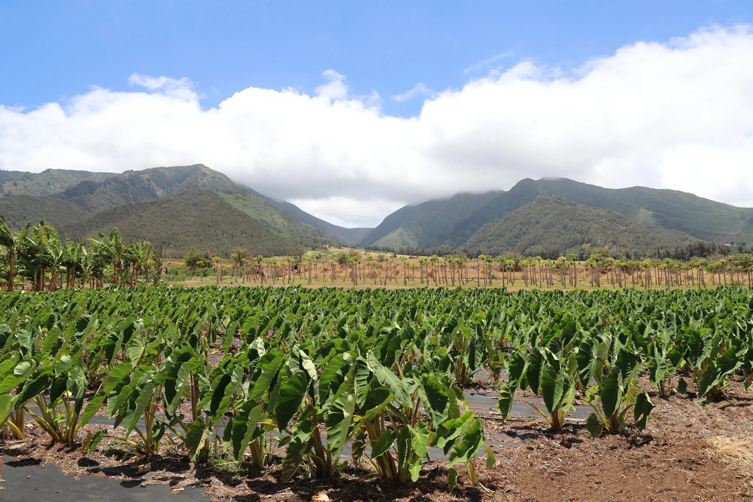 Updated leaf pic.jpg