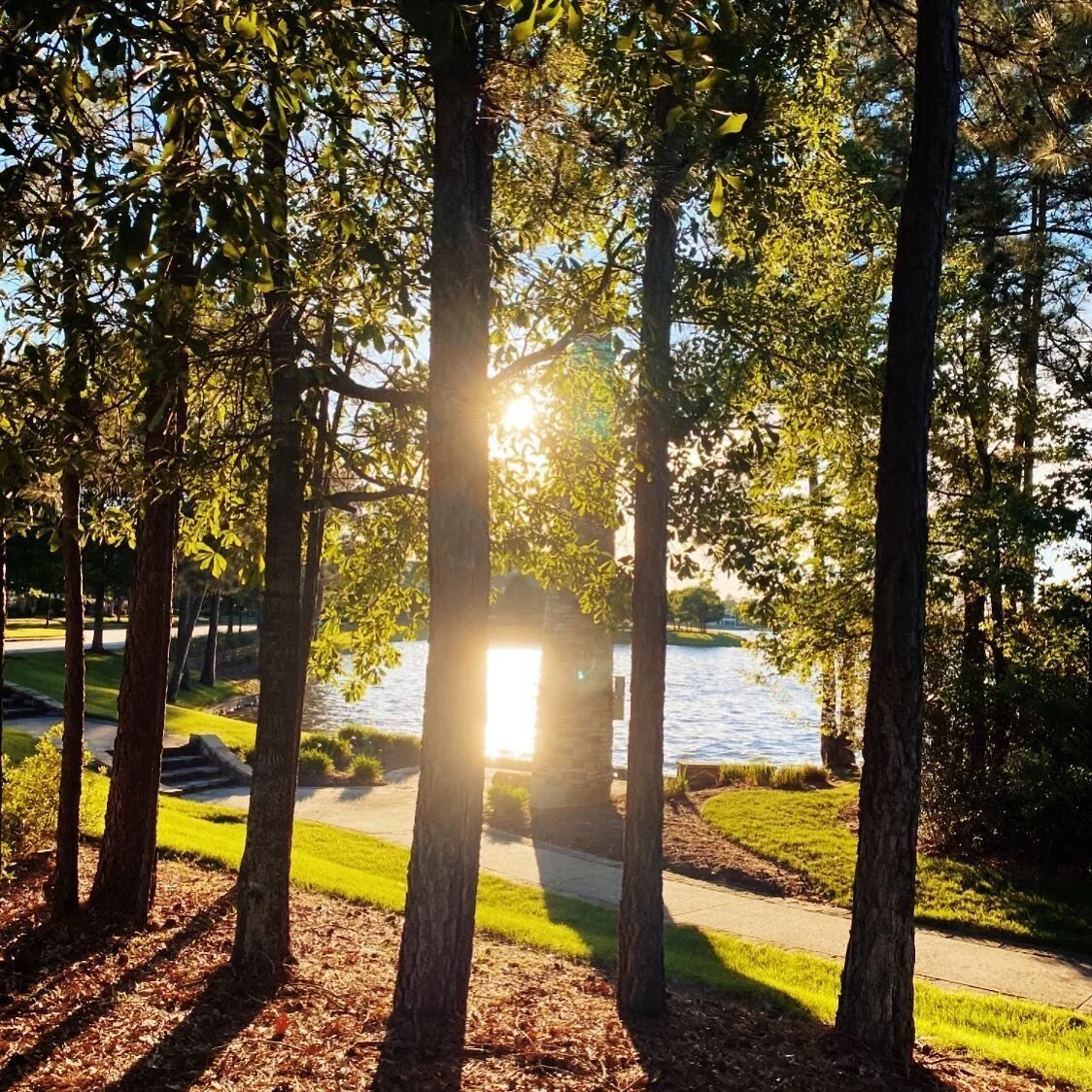Colors are the smiles of nature. *
*
*
*
*
*#photography #photo #nature #naturephotography #trees #sunshine #outside #portfolio