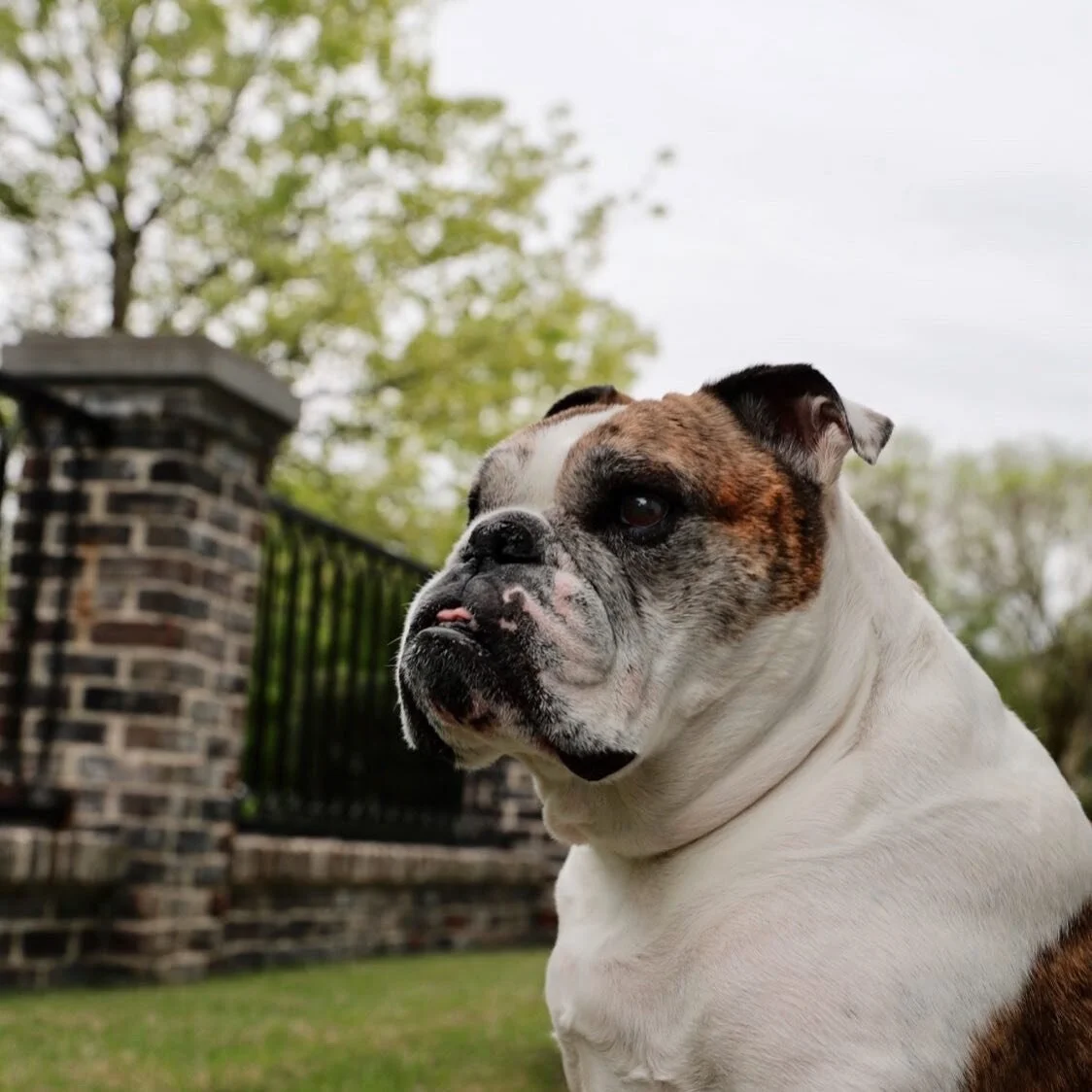 Outside with the Pup. 
#photography #photo #dog #pet