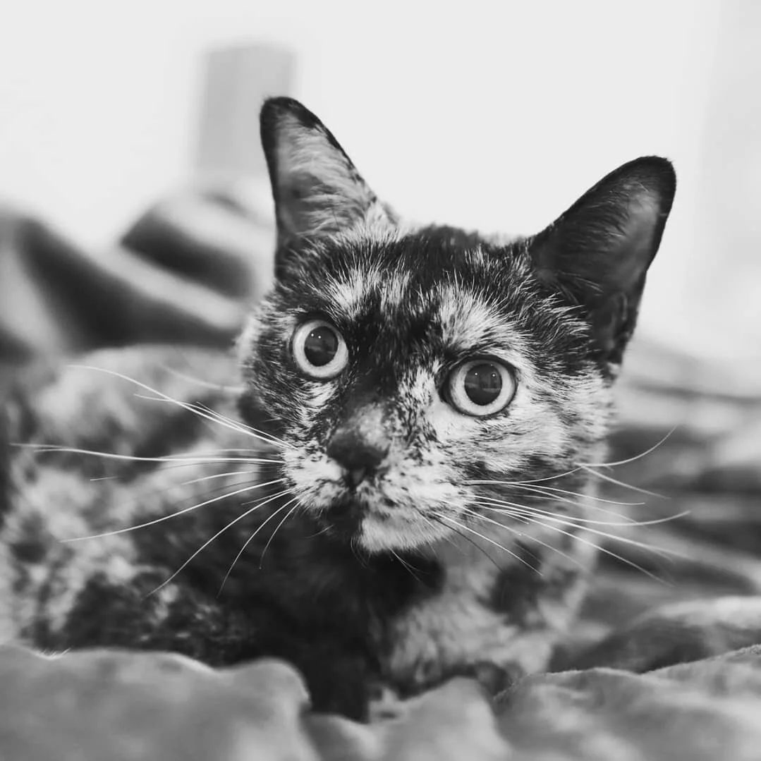 You're the cat's meow.
♡
♡
♡
♡ #photograph #photo #cat #pretty #blackandwhite #beautiful #lovecats #animal #catphoto