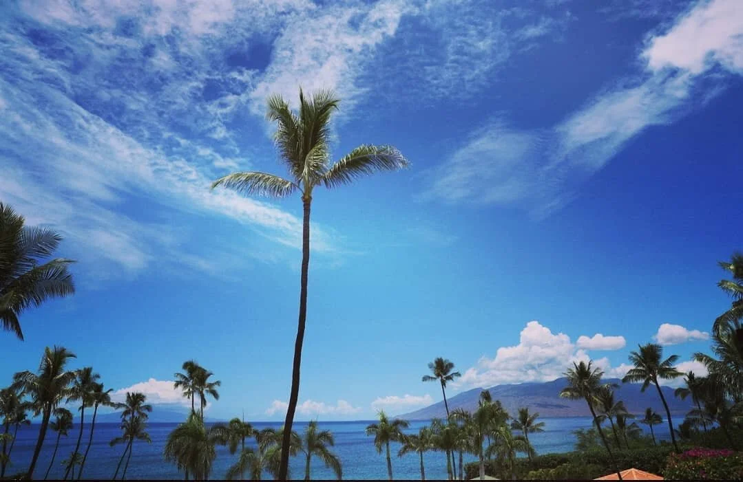 Palm Trees and Sunny Days!
○
○
○
○
○#pretty #photograph #natural #nature #naturephotography #plant #travelphotography #tree #travel #hawaii #maui #mauihawaii #palmtrees #sky #green #blue
