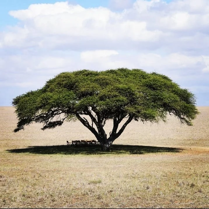 Beautiful Green African Tree
◇
◇
◇
◇
◇ #tree #africa #kenya #safari #pi
#natural #beauty #beautiful #pretty #nature #naturephotography #photograph #photography #green #organic #plant