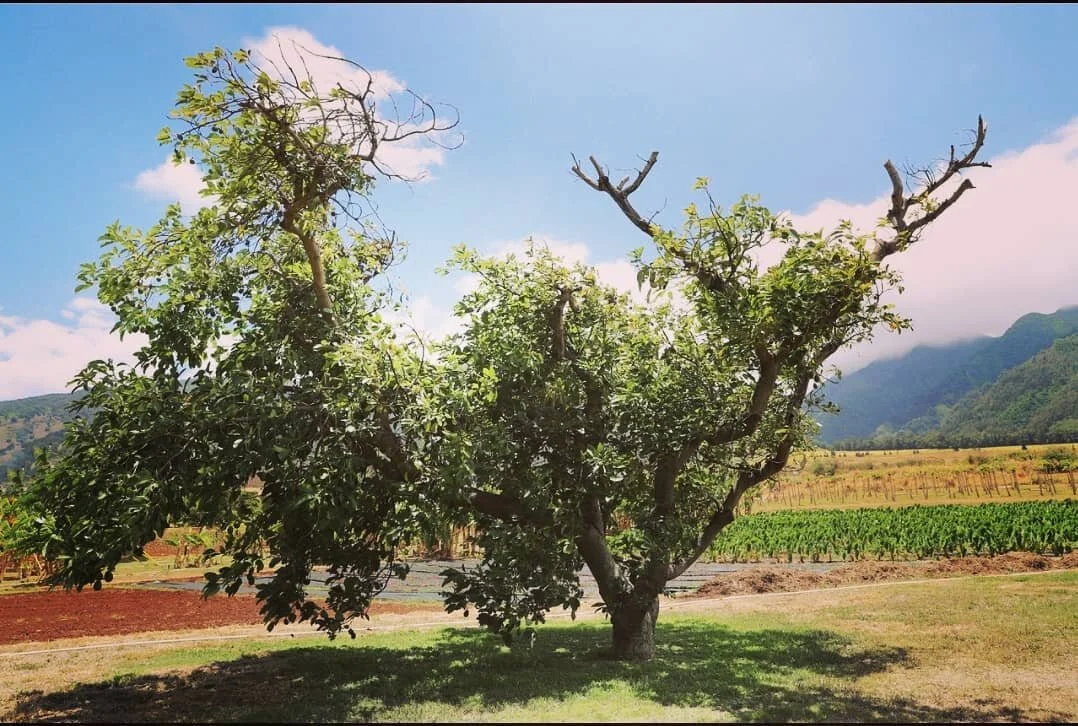 Avacado Tree...Is it just me or does it look like an anaimal? What animal does this remind you of?
◇ ◇
◇
◇
◇ #beautiful #beauty #avacado #avocado #hawaii #hawaiistagram #avocadotree #pretty #animal #nature #natural #naturephotography #photograph #pla