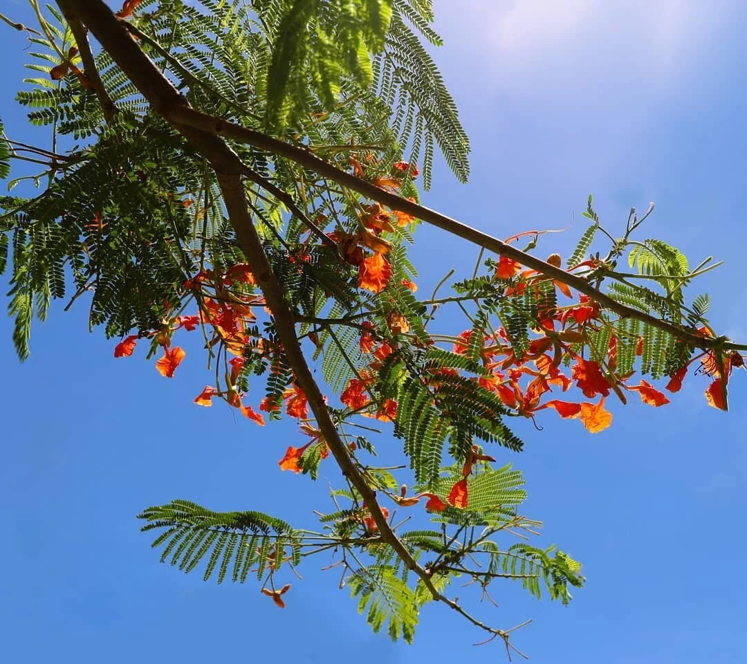 Hawaii Flower
*
*
#travel #photo #travel #travelphotography #photography #plants #naturephotography photography #flower #flowers #flowerphotography #photograph 
#hawaii #maui #mauihawaii