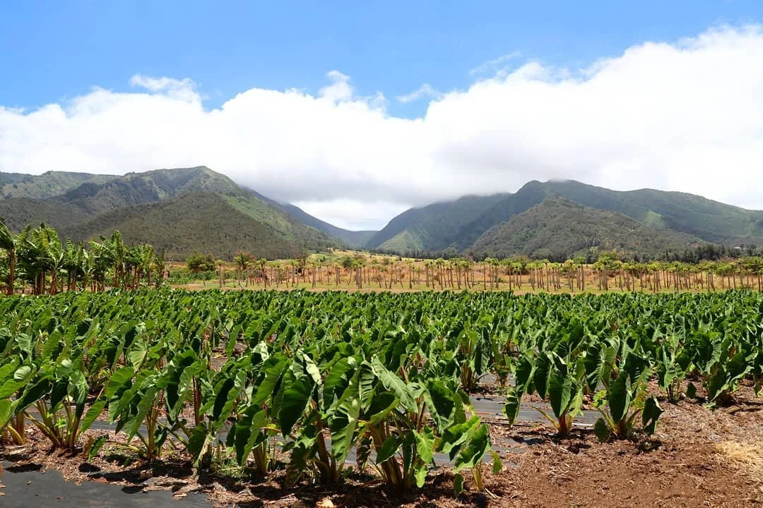 Hawaii Feilds
*
*
#travel #photo #travel #travelphotography #photography #landscapephotography #landscape #fields #naturephotography #photograph 
#hawaii #maui #mauihawaii