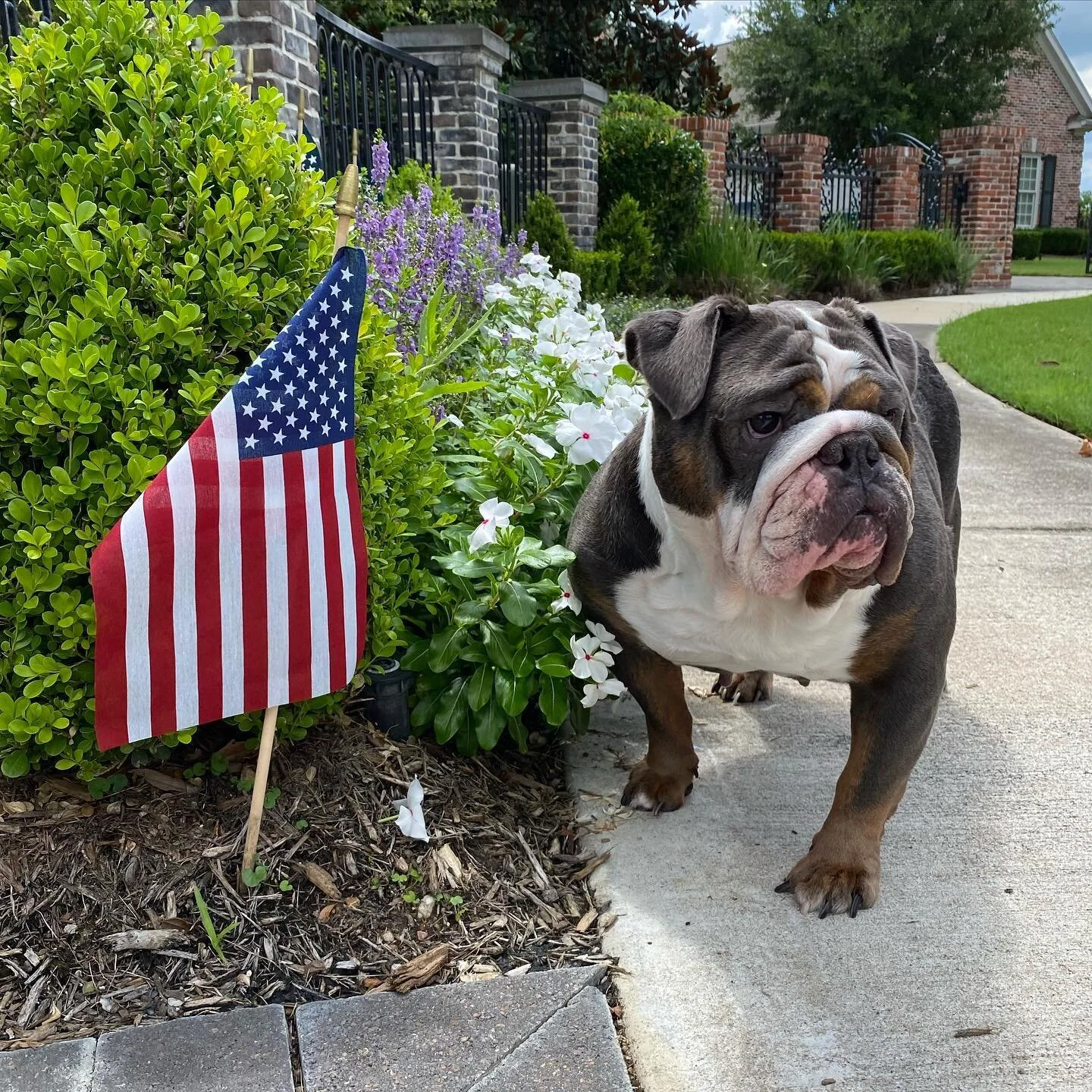Waiting for summer&hellip;
#photooftheday #photography #dog #englishbulldog #professionalphotographer #photo #pet #petphotography #doglover