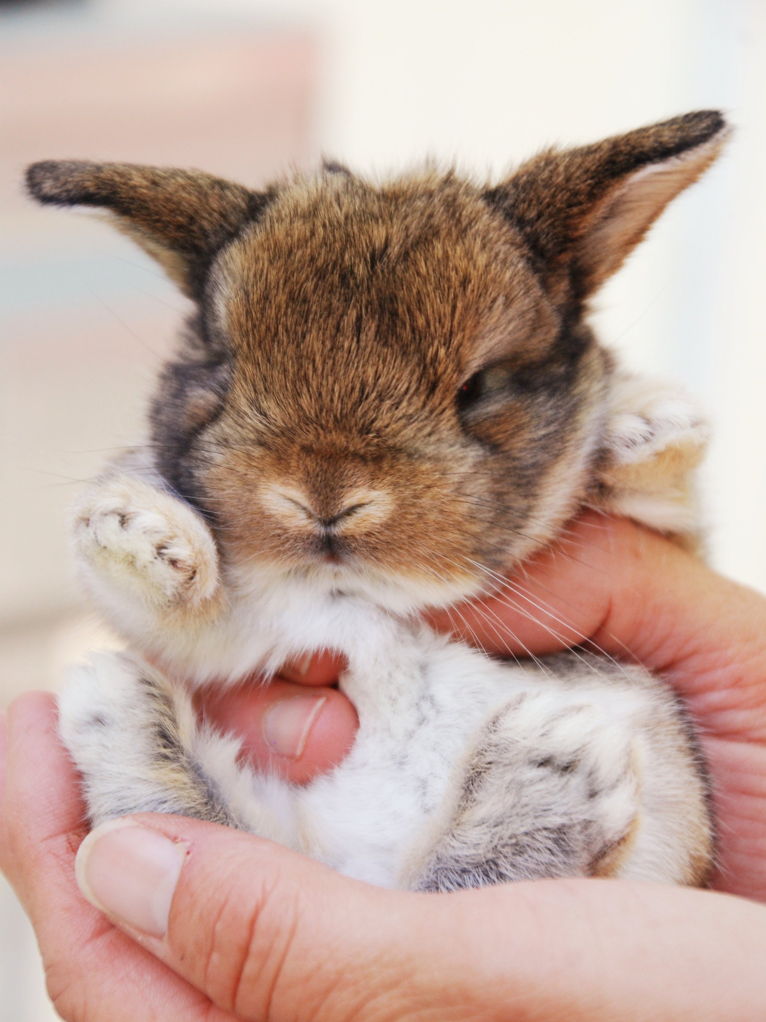 About Our Holland Lops Rusty Bell Farm and Garden