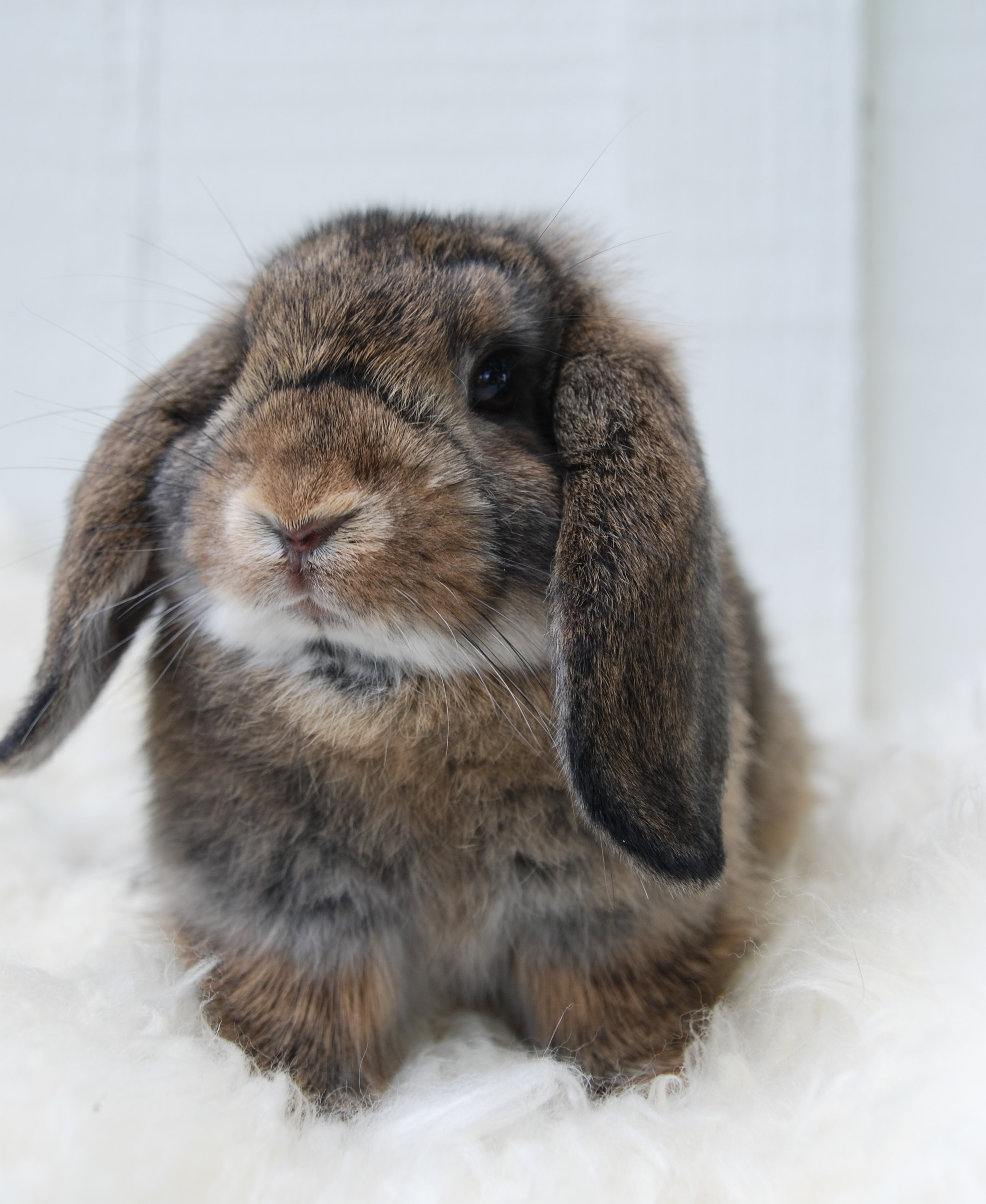 So You Want A Bunny: My Story — Rusty Bell Farm and Garden