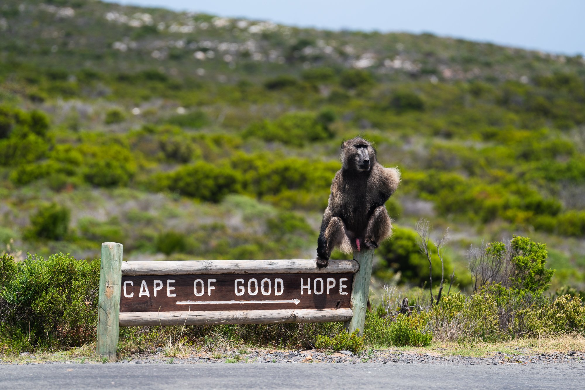 Baboon- Cape of Good Hope, South Africa