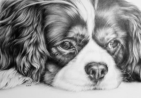 Cavalier