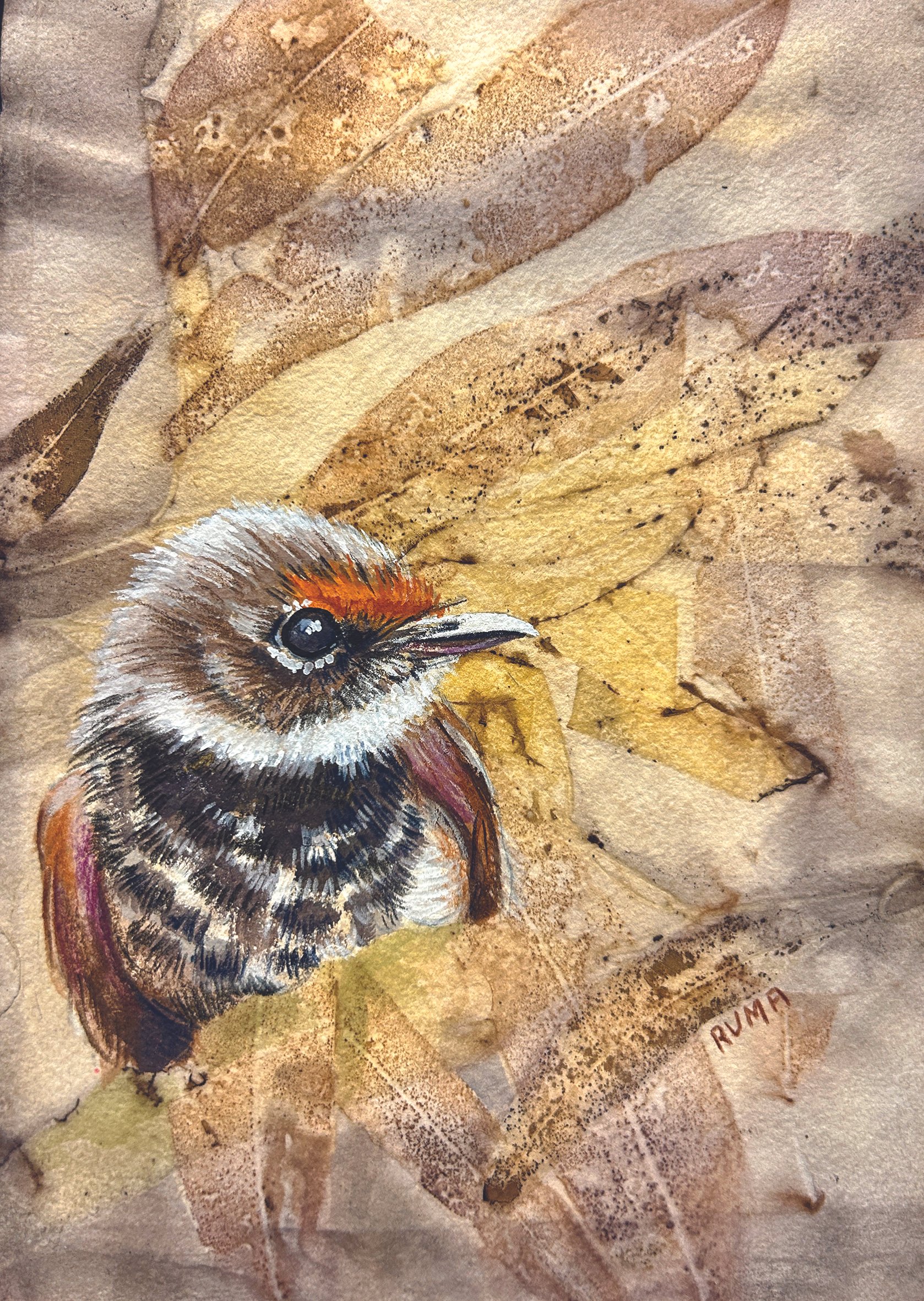 Rufous Fantail CARD CMYK.JPG