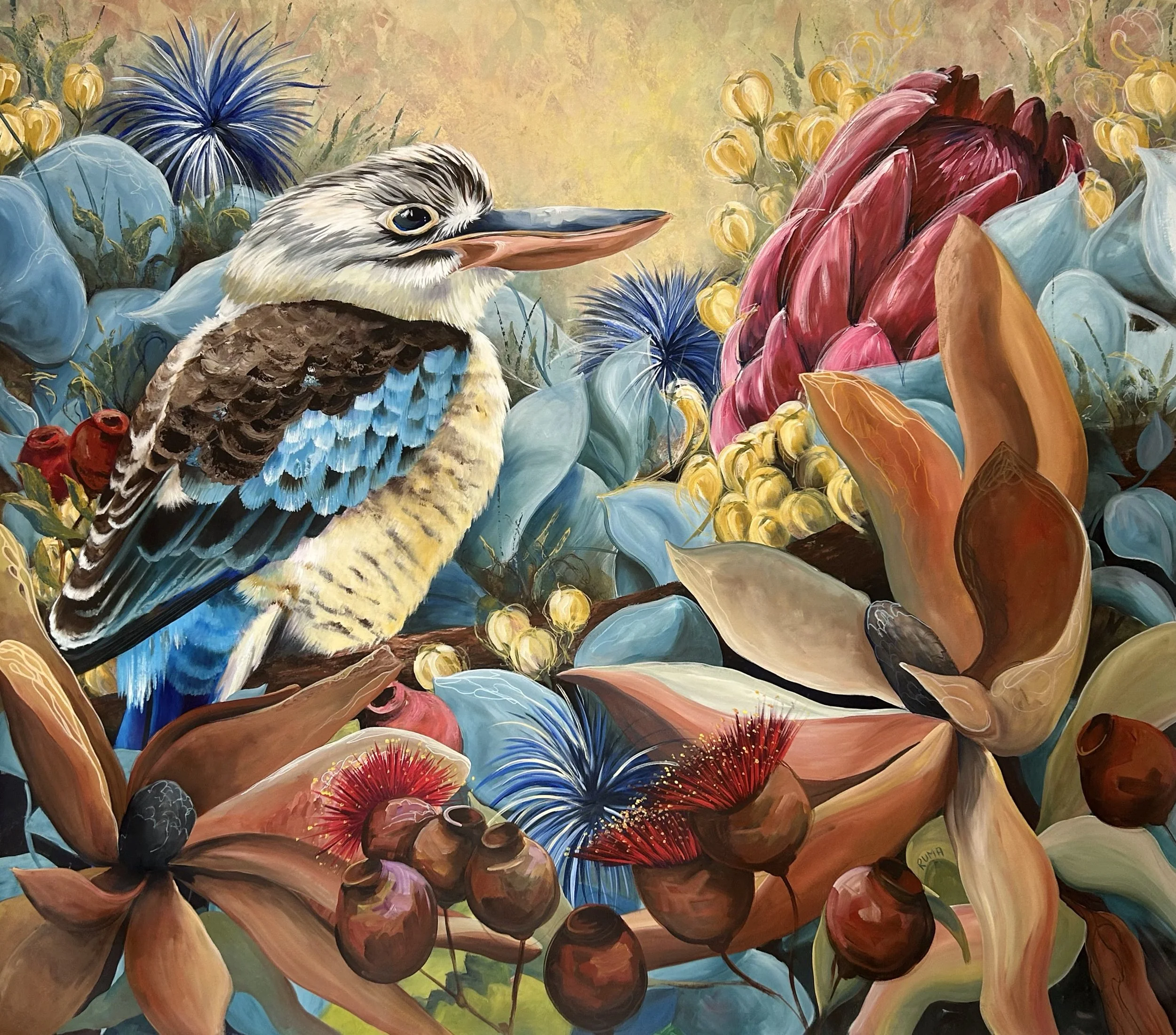 Queensland kookaburra.jpg