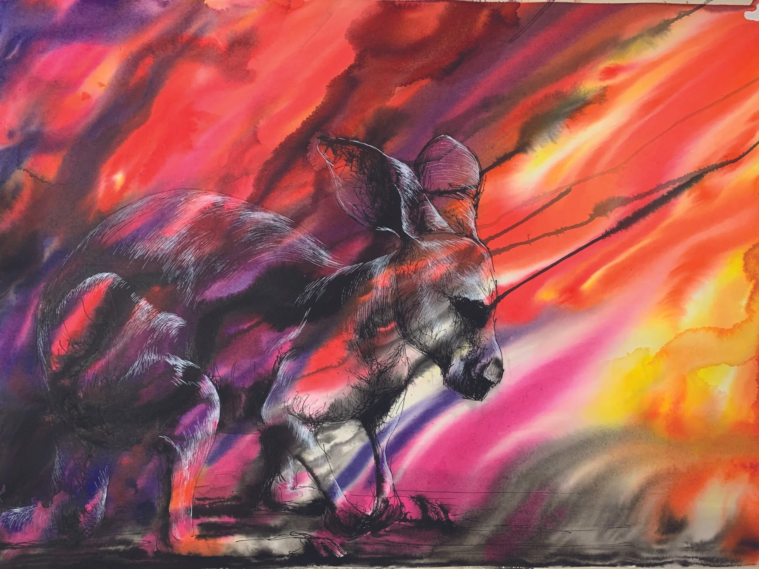 kangaroo fire.jpg