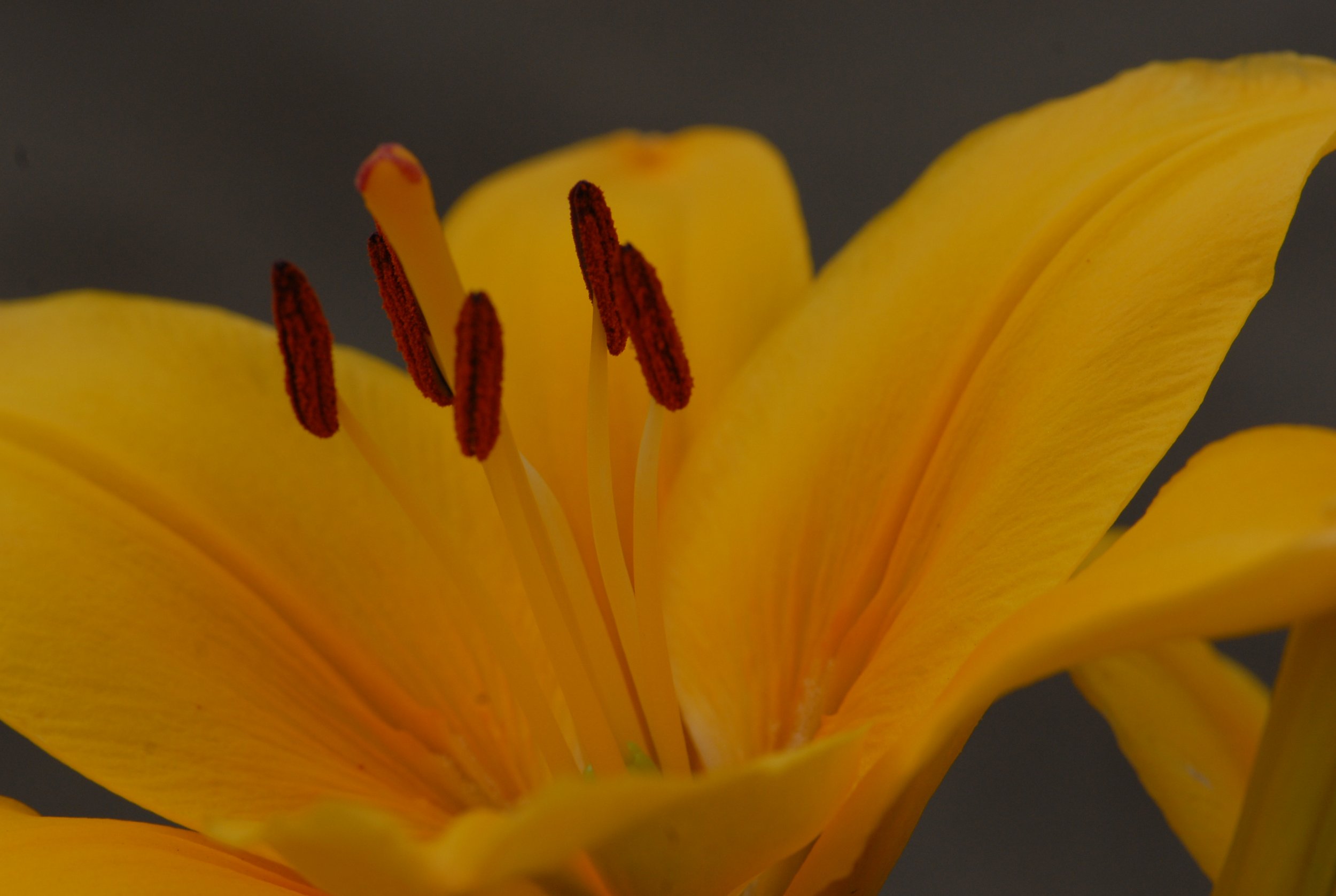 Yellow Lily.JPG