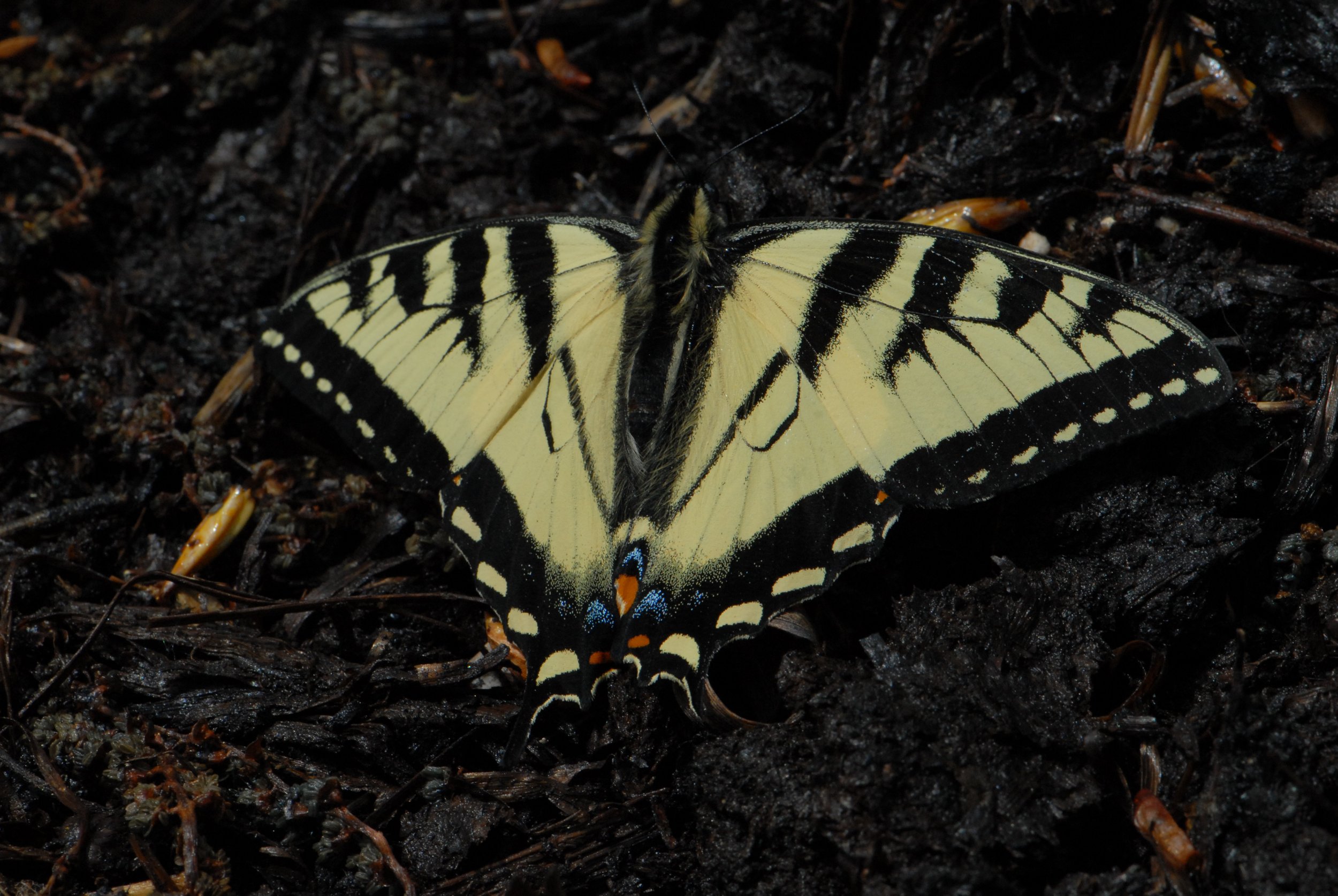Yellow Swallowtail2.JPG