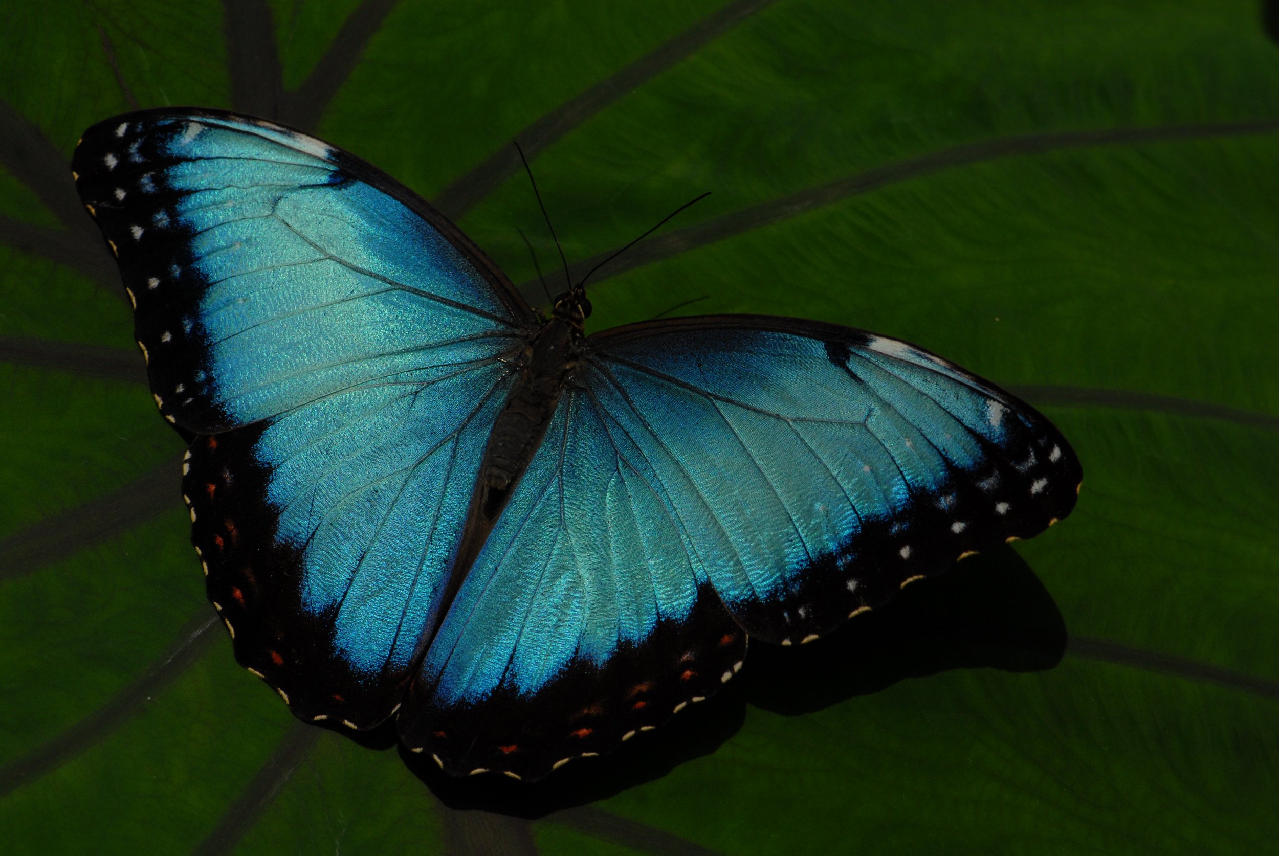 Blue Butterfly.JPG