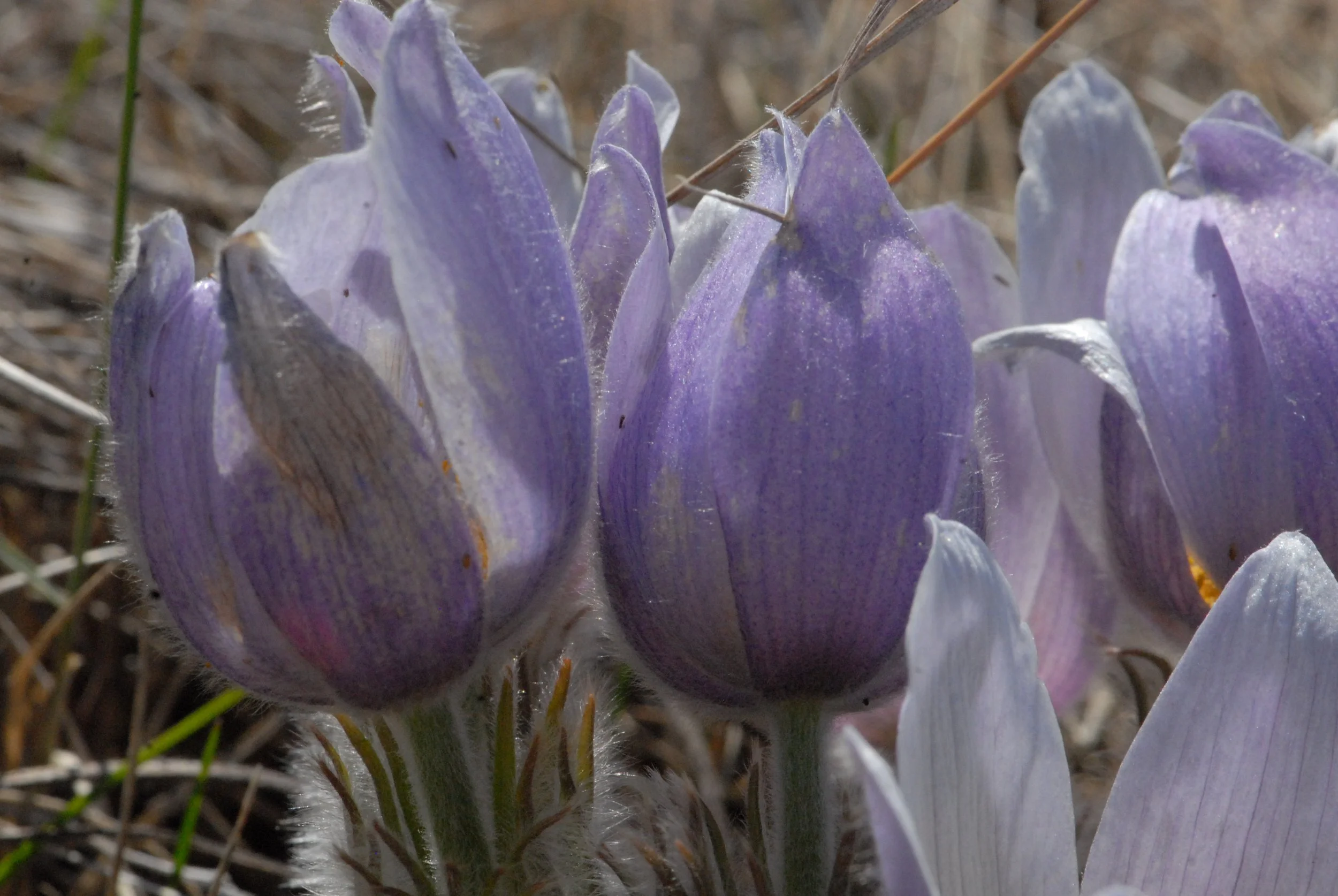 Crocus 10.JPG
