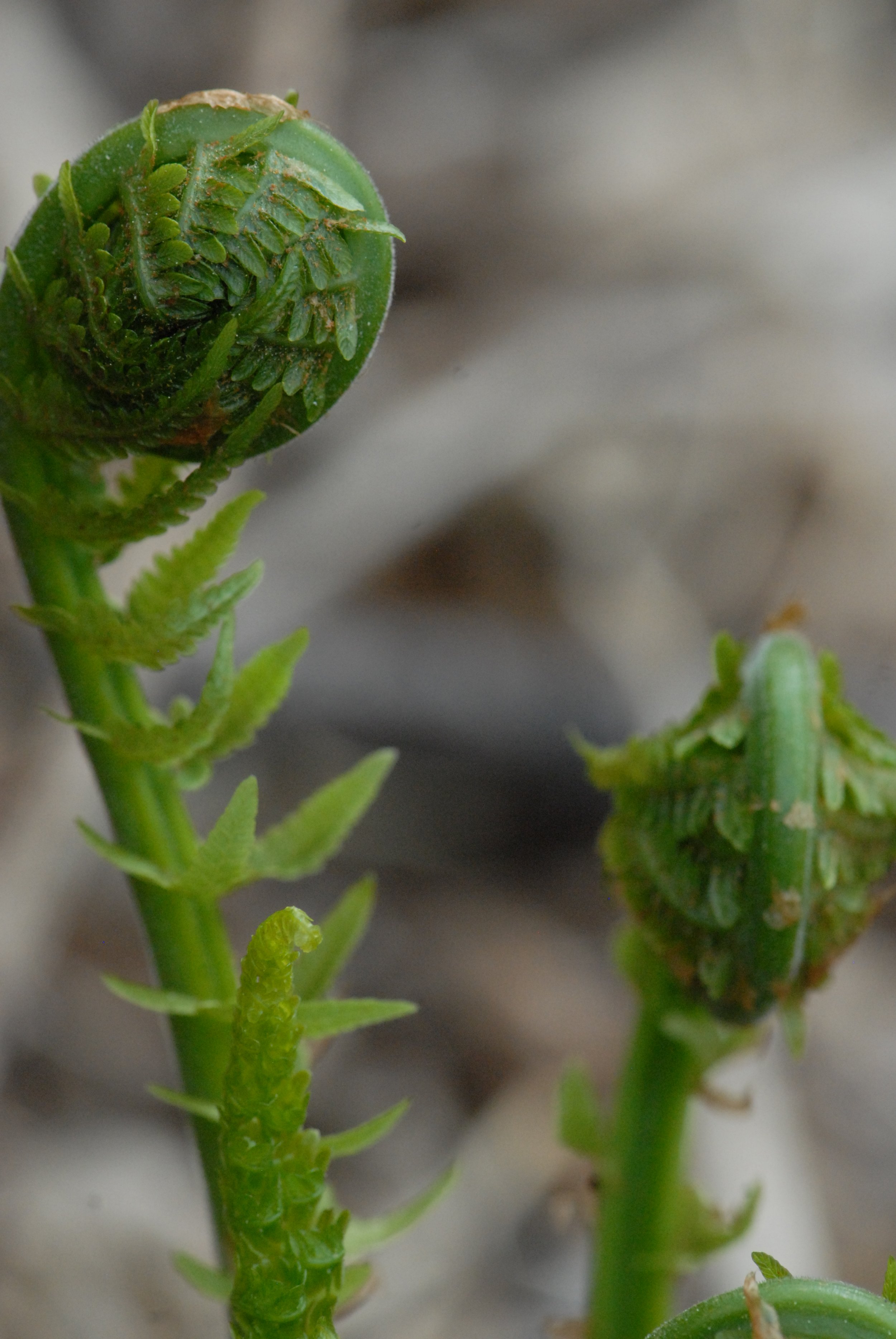 Fiddlehead.JPG