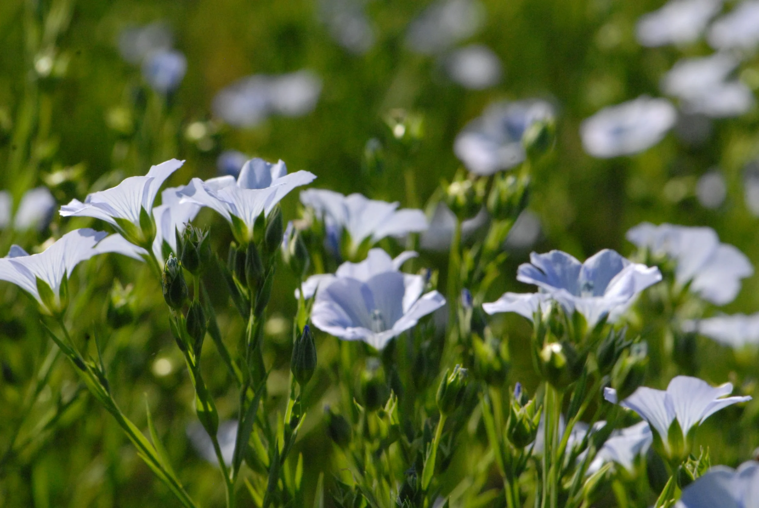 Flax3.JPG