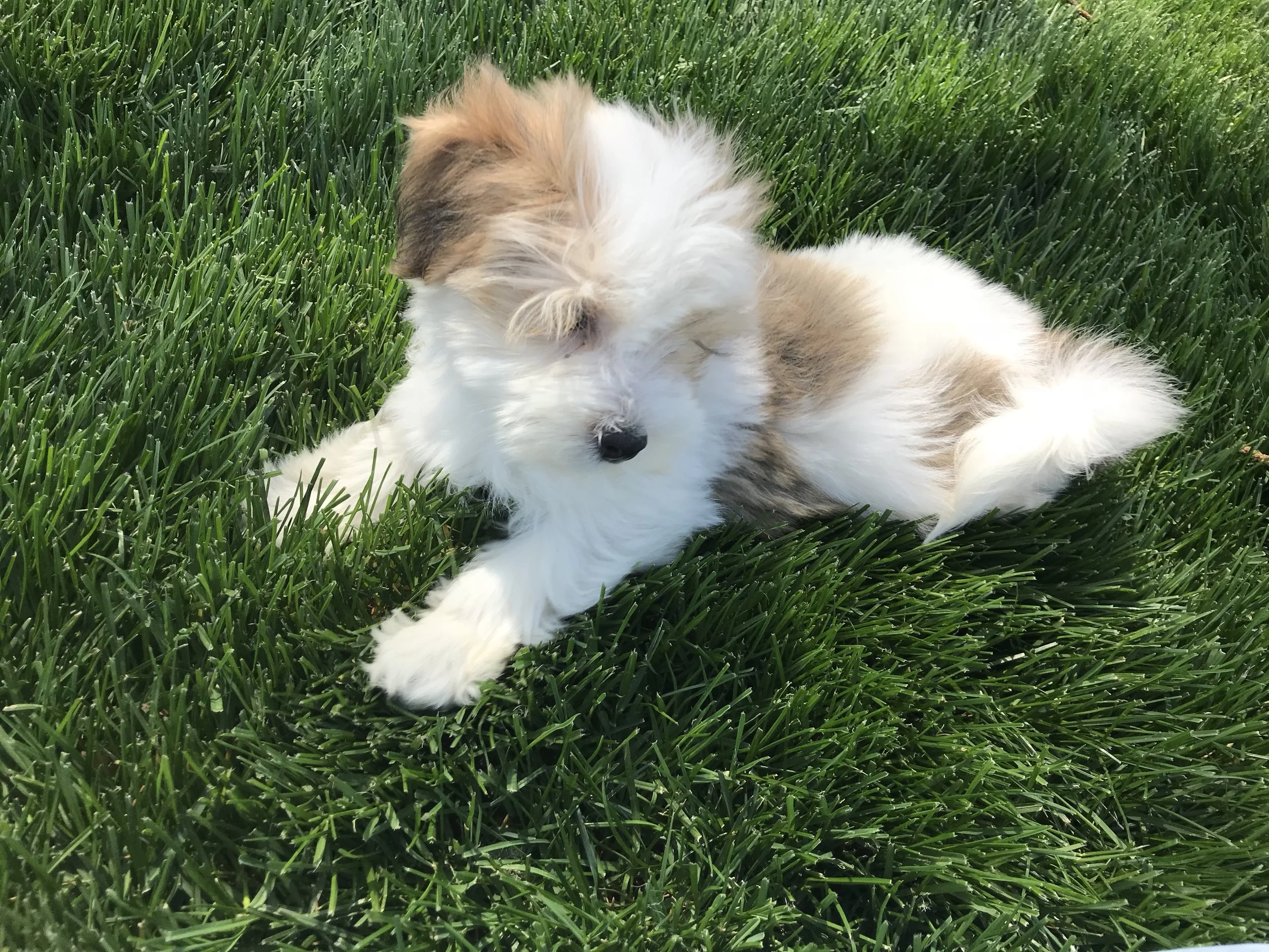 Rosie was a wild child when she was a puppy, but you would never know it now. She has turned into the sweetest, loving mama. Wherever I go, you will find Rosie right under my feet or on my lap. Rosie’s parents are both OFA tested for hips, patella and CERF (eyes).