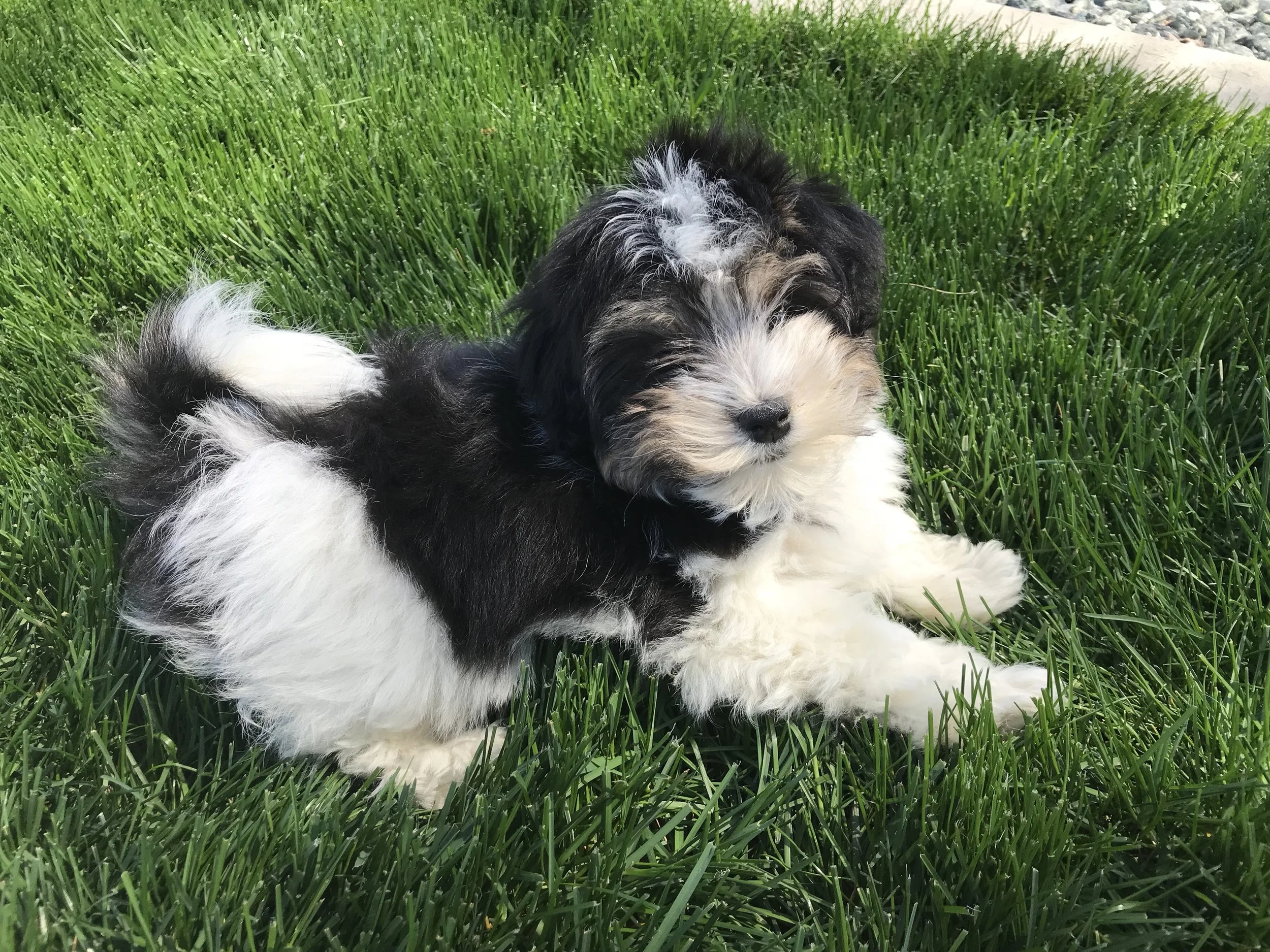 Naomi has always been very laid back. She loves everybody and always has a little kiss for us. Although she is reserved around strangers at first, it doesn’t take her long to warm right up to them. Naomi’s parents have been OFA health tested for hips, patella and CERF (eyes).