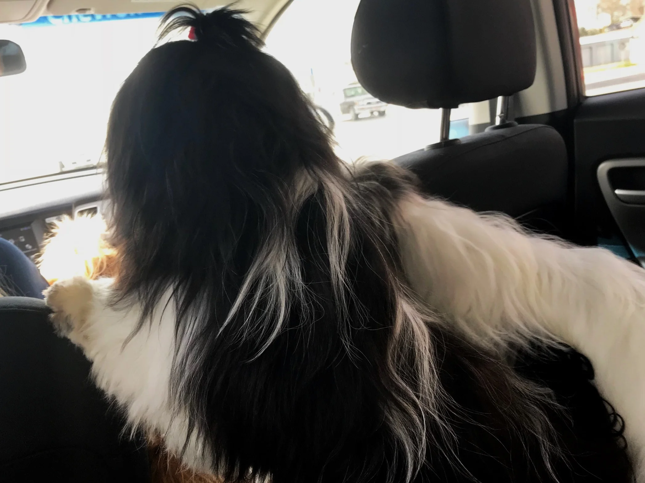 Poppy is absolutely beautiful! Her coat is smooth and silky. She is also a total sweetheart. Poppy gets hot when she sits on my lap, but she stays there anyway, panting away. She is energetic, but is quick to calm down.