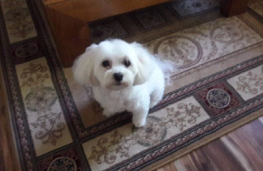 Lilly all grown up and living in Boise, Idaho