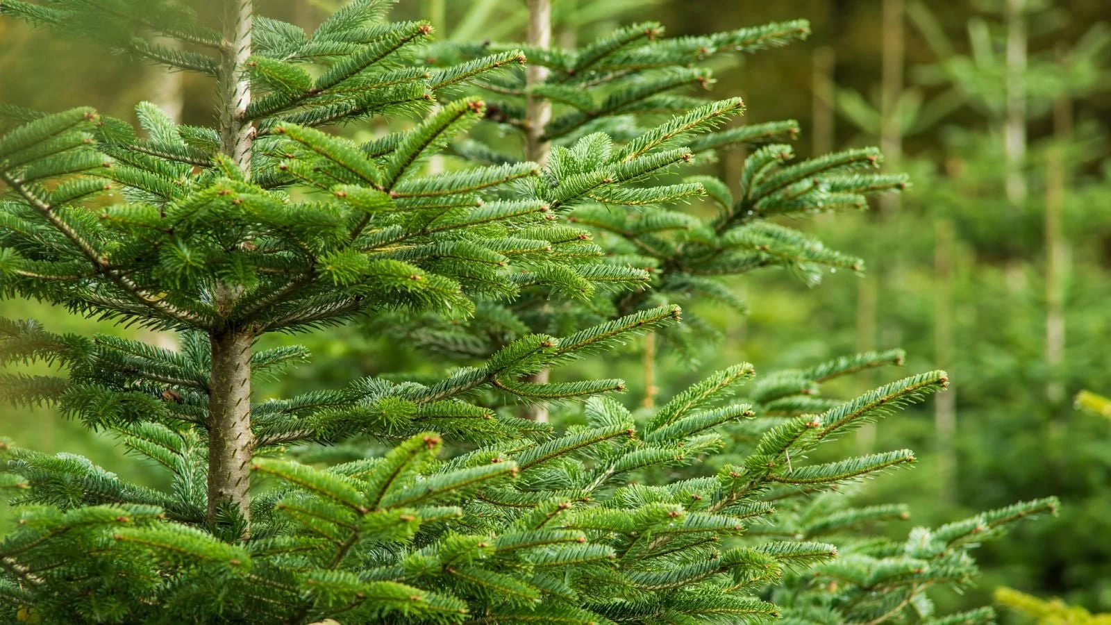 An-area-with-different-types-of-pine-trees.jpg