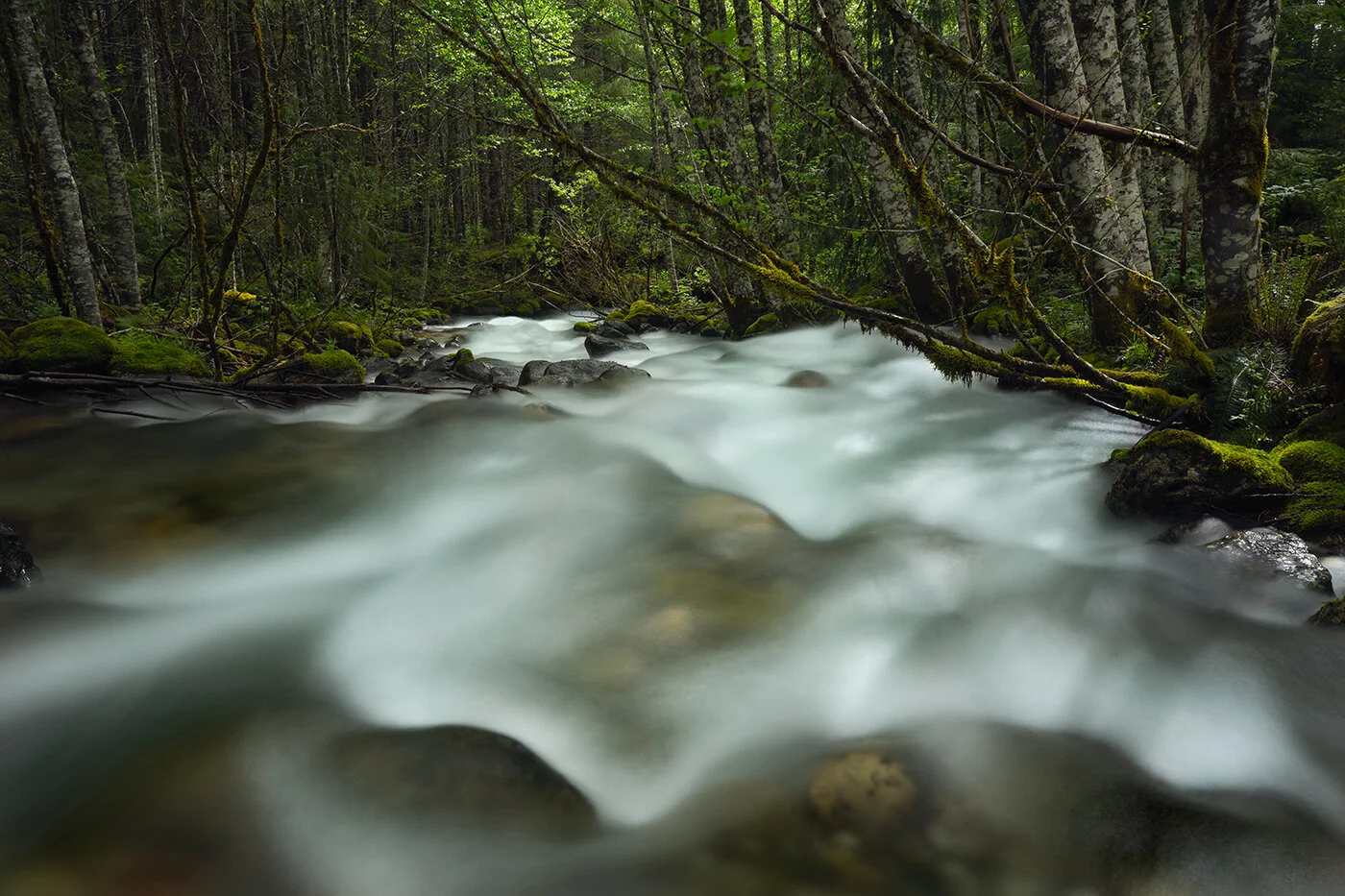 AI7A1543-Woodland-Cascade-Web-Copy.jpg