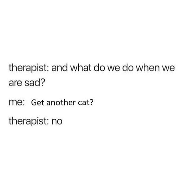 Or Yes? Cats 💛😂