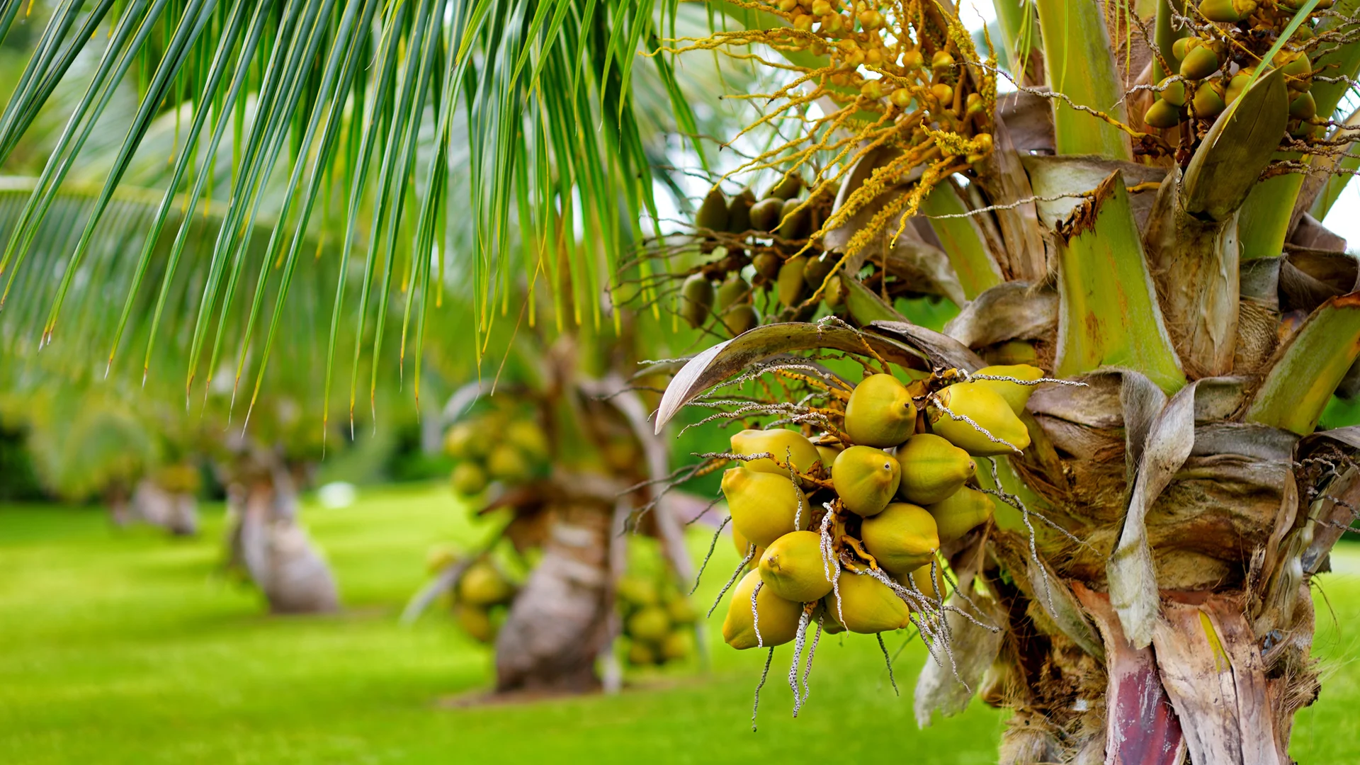 Without the right advisor at your side, legal matters can get a little (coco)nuts.