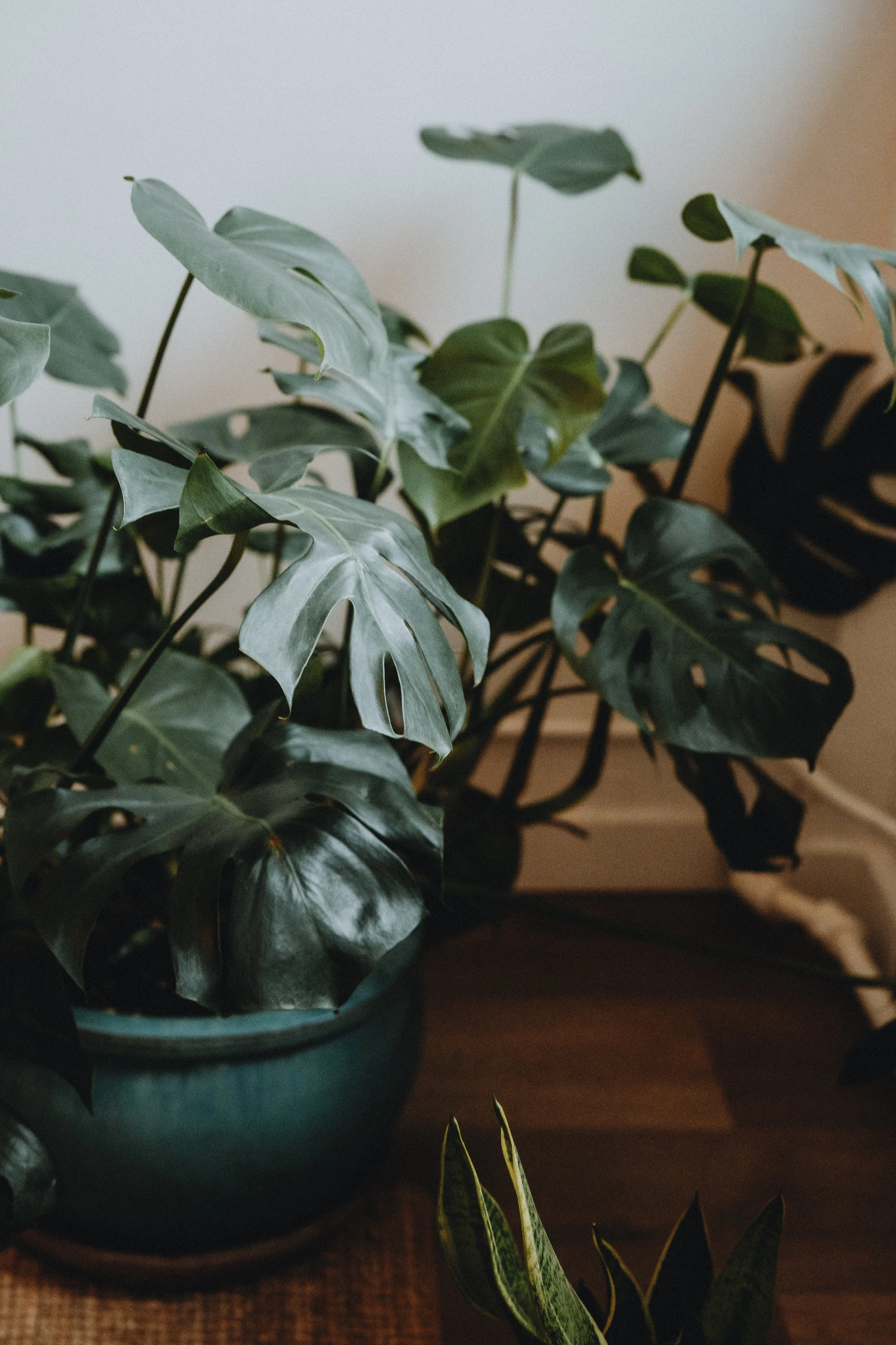 Team of Vancouver Group Therapy Practice