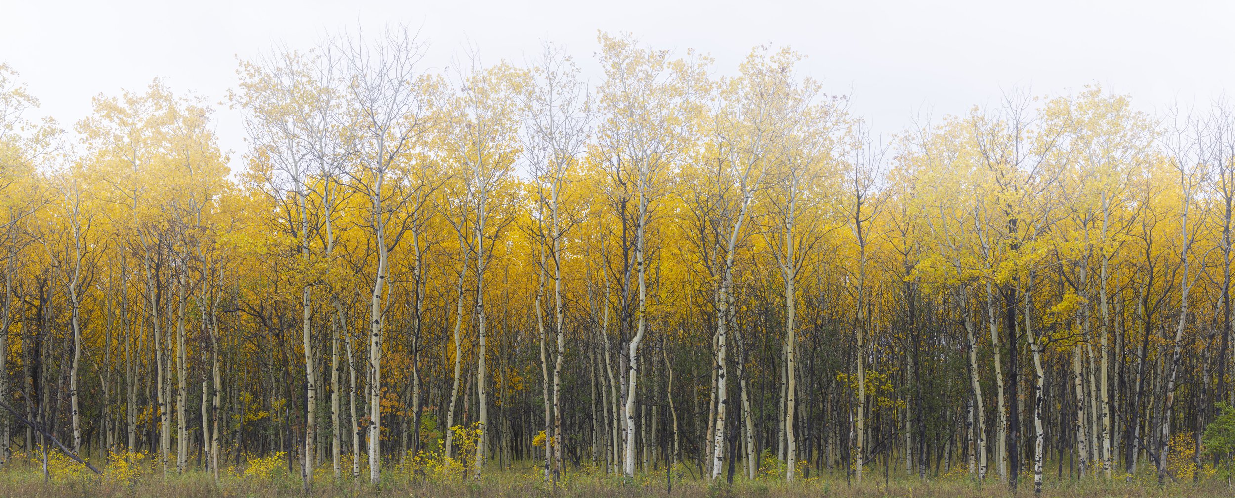 When the Forest Learned to Glow