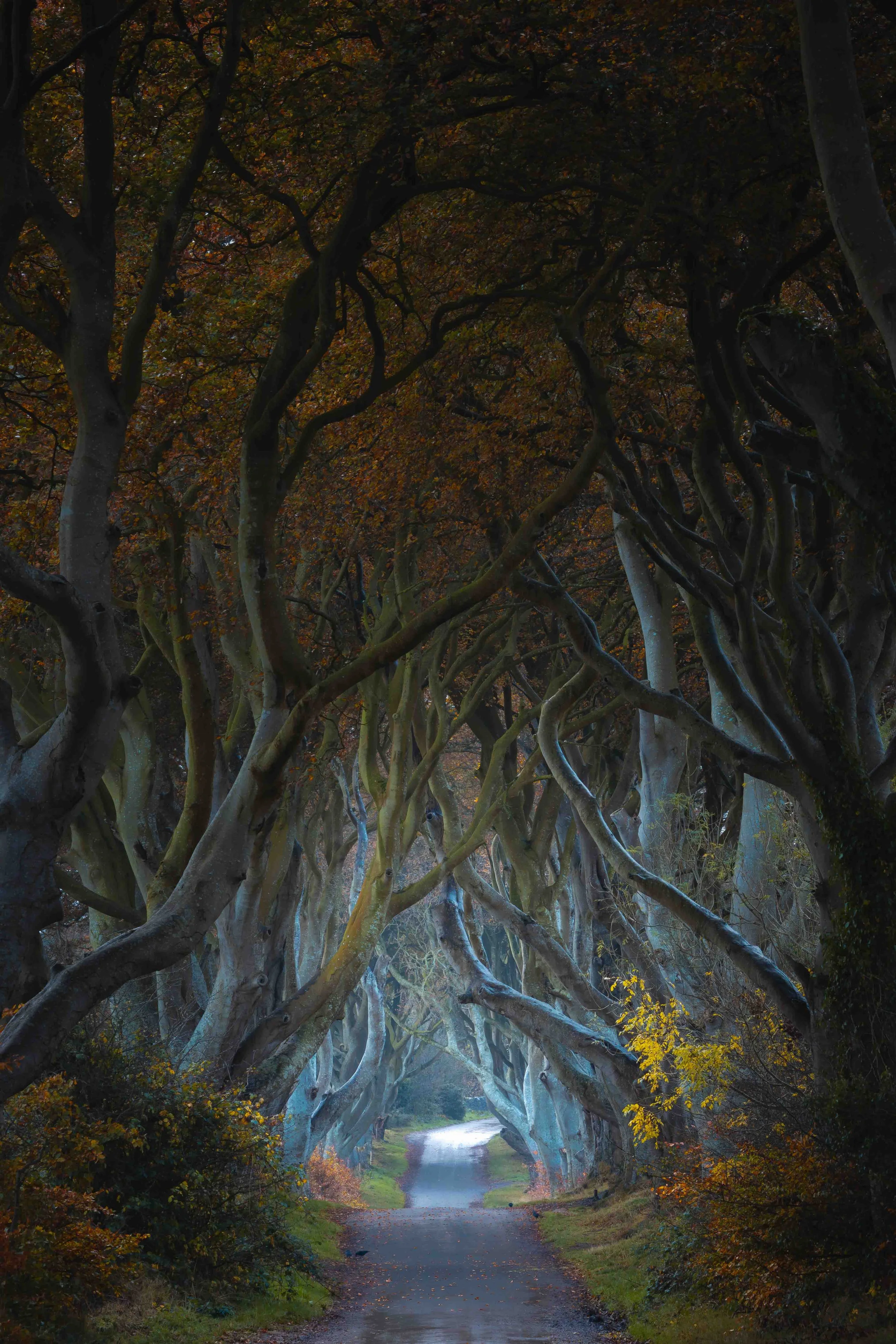 echoes of the hedges