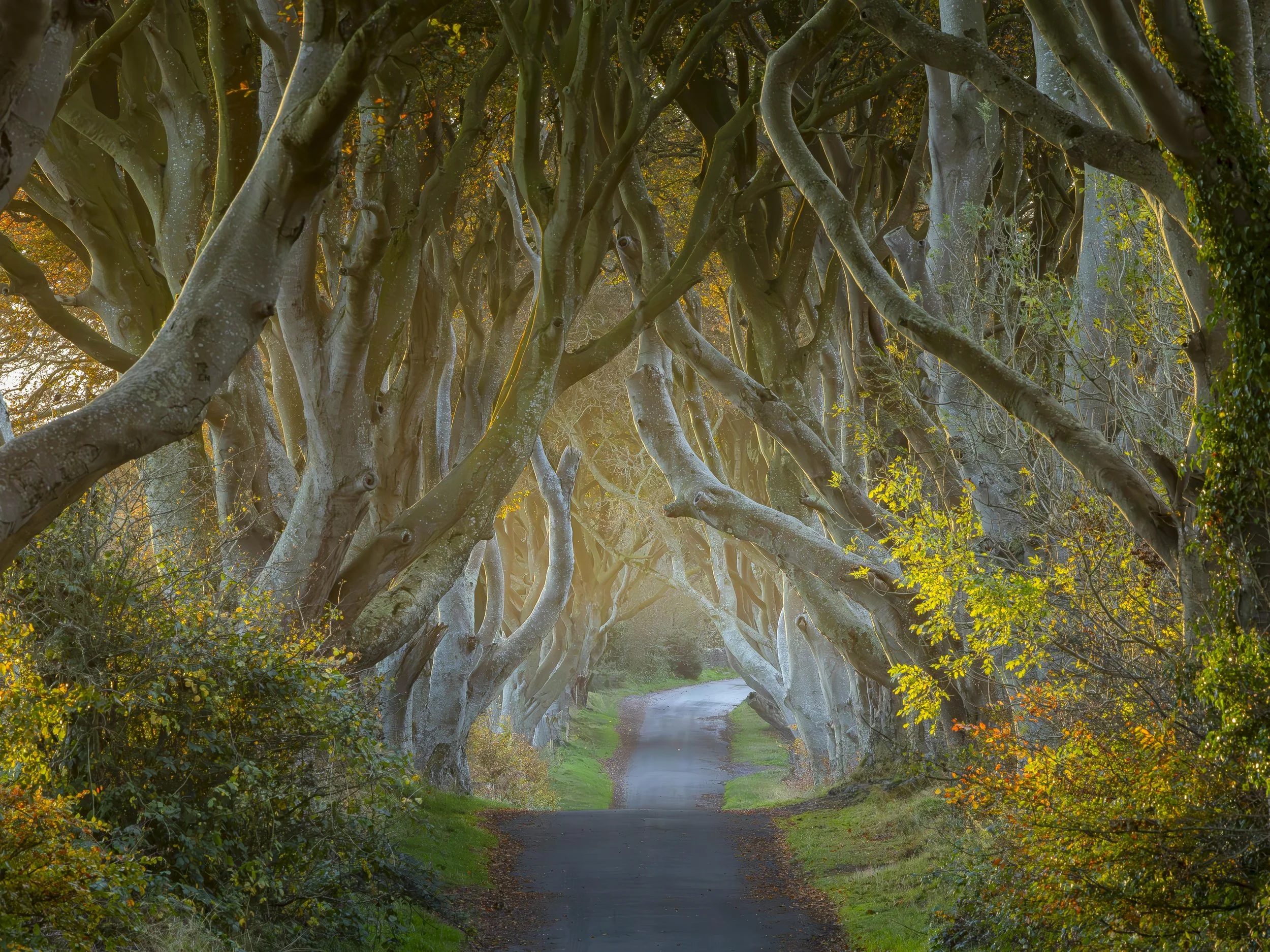 The Whispering Passage