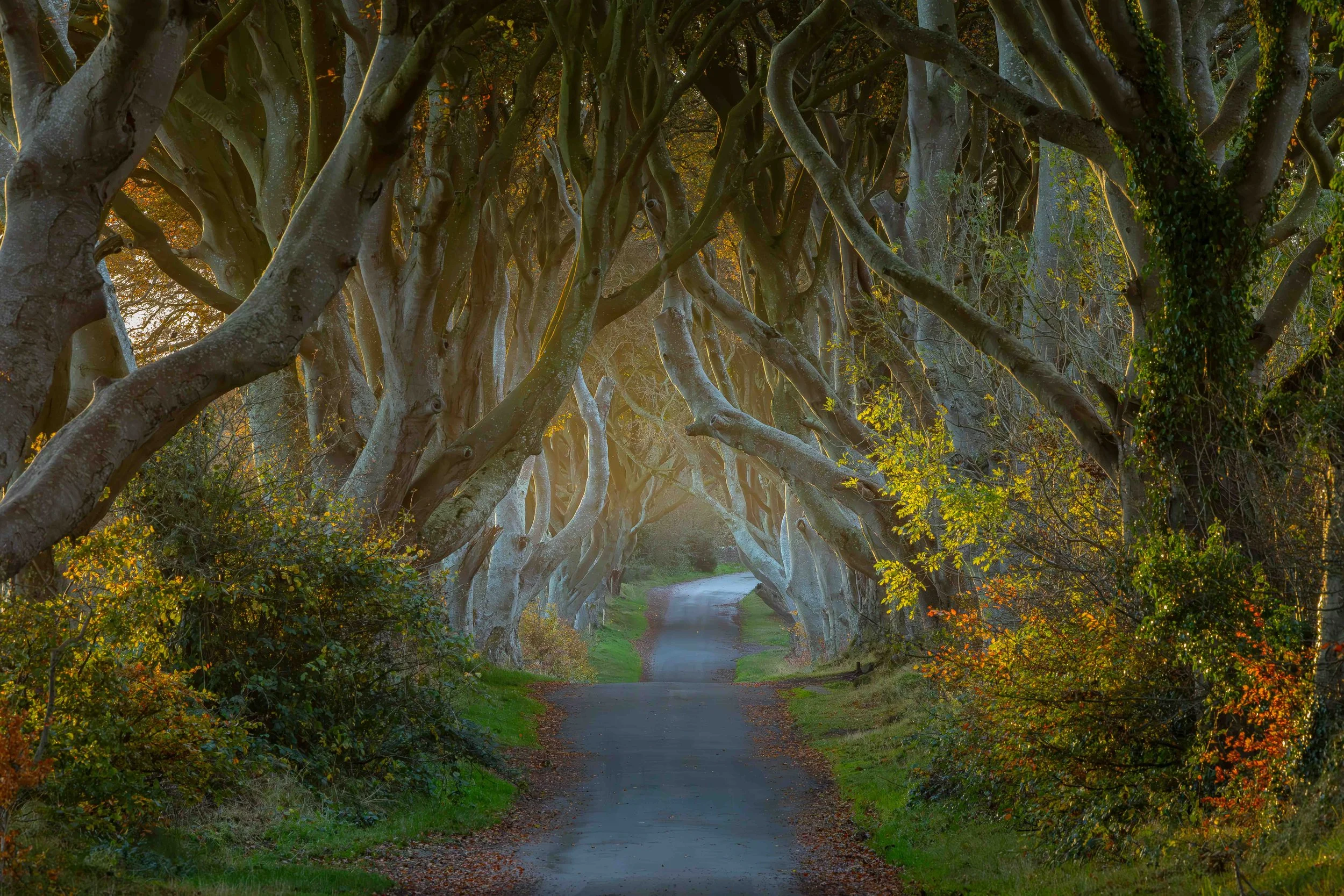 echos of the headges